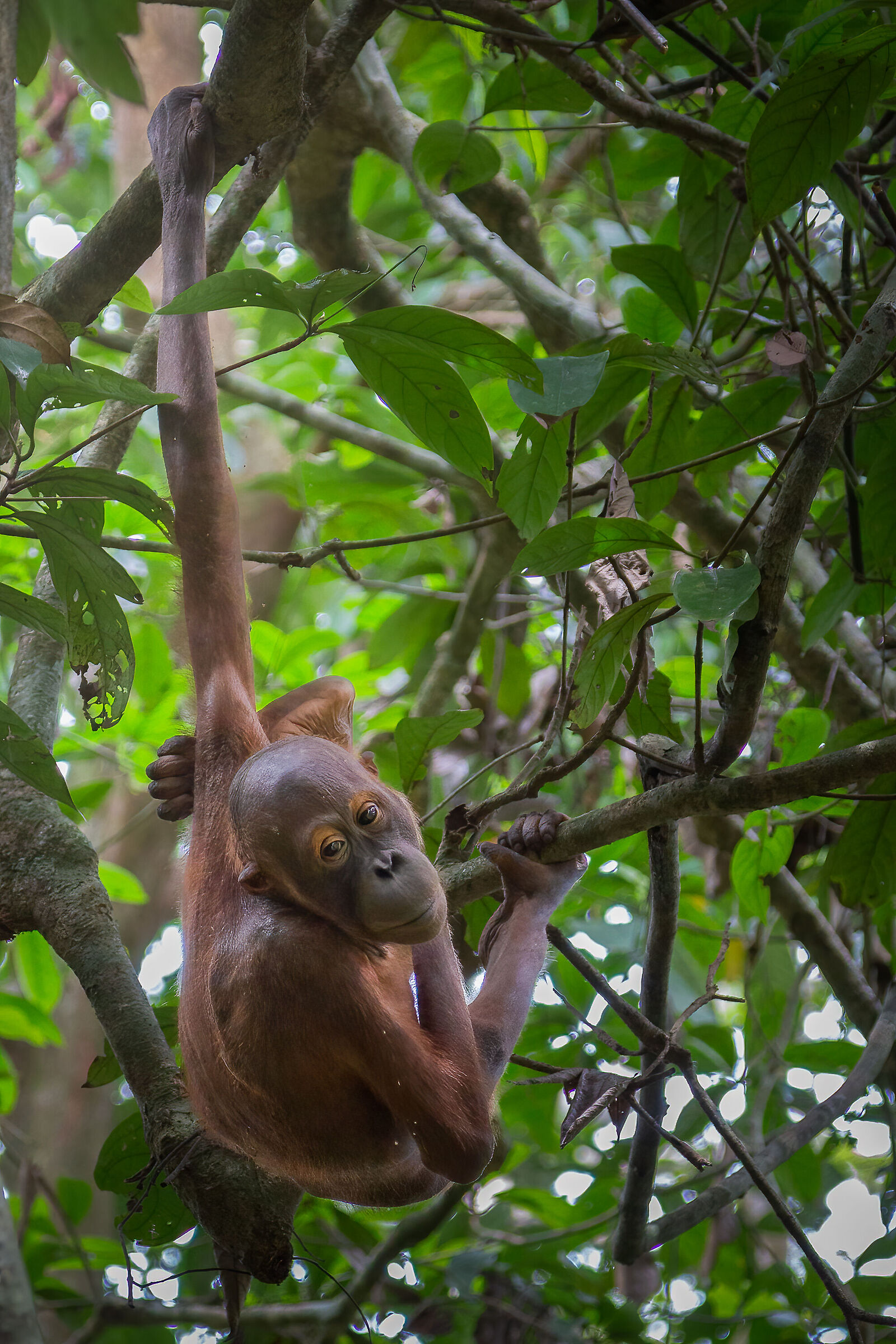 Young Orangutan