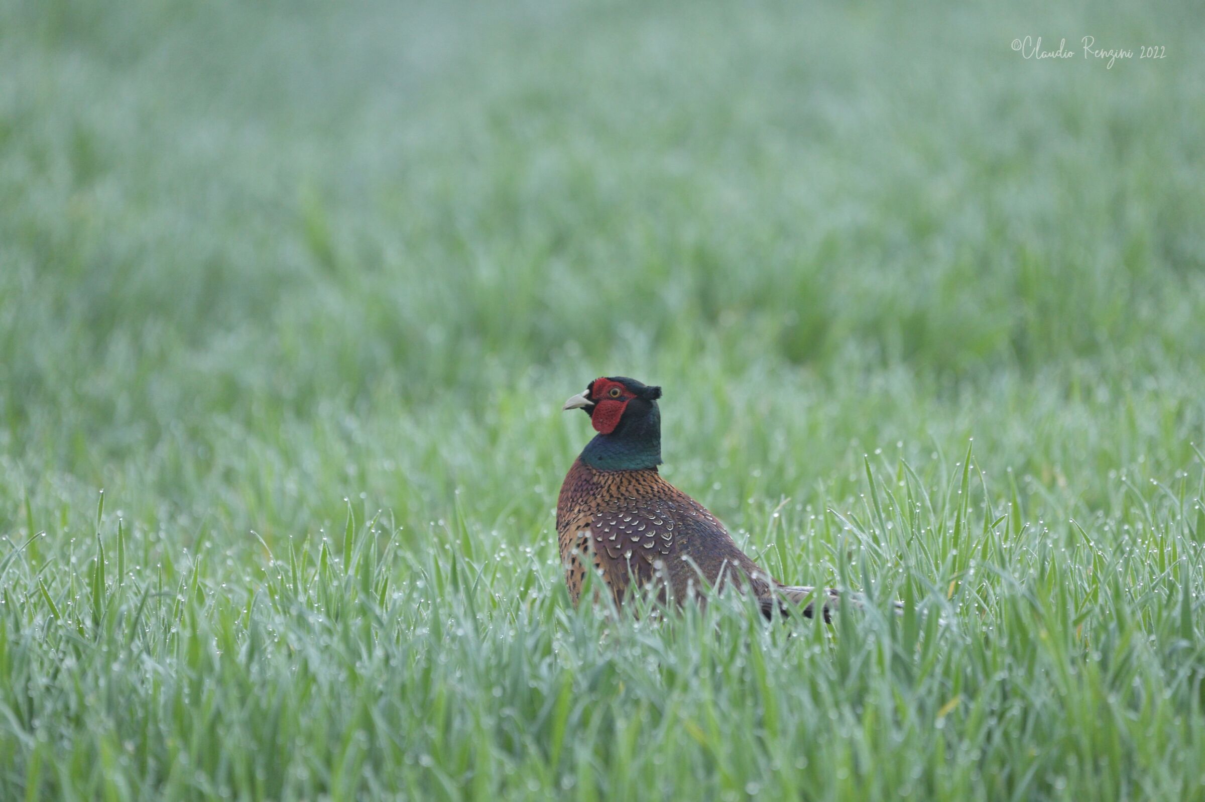 pheasant in wheat field