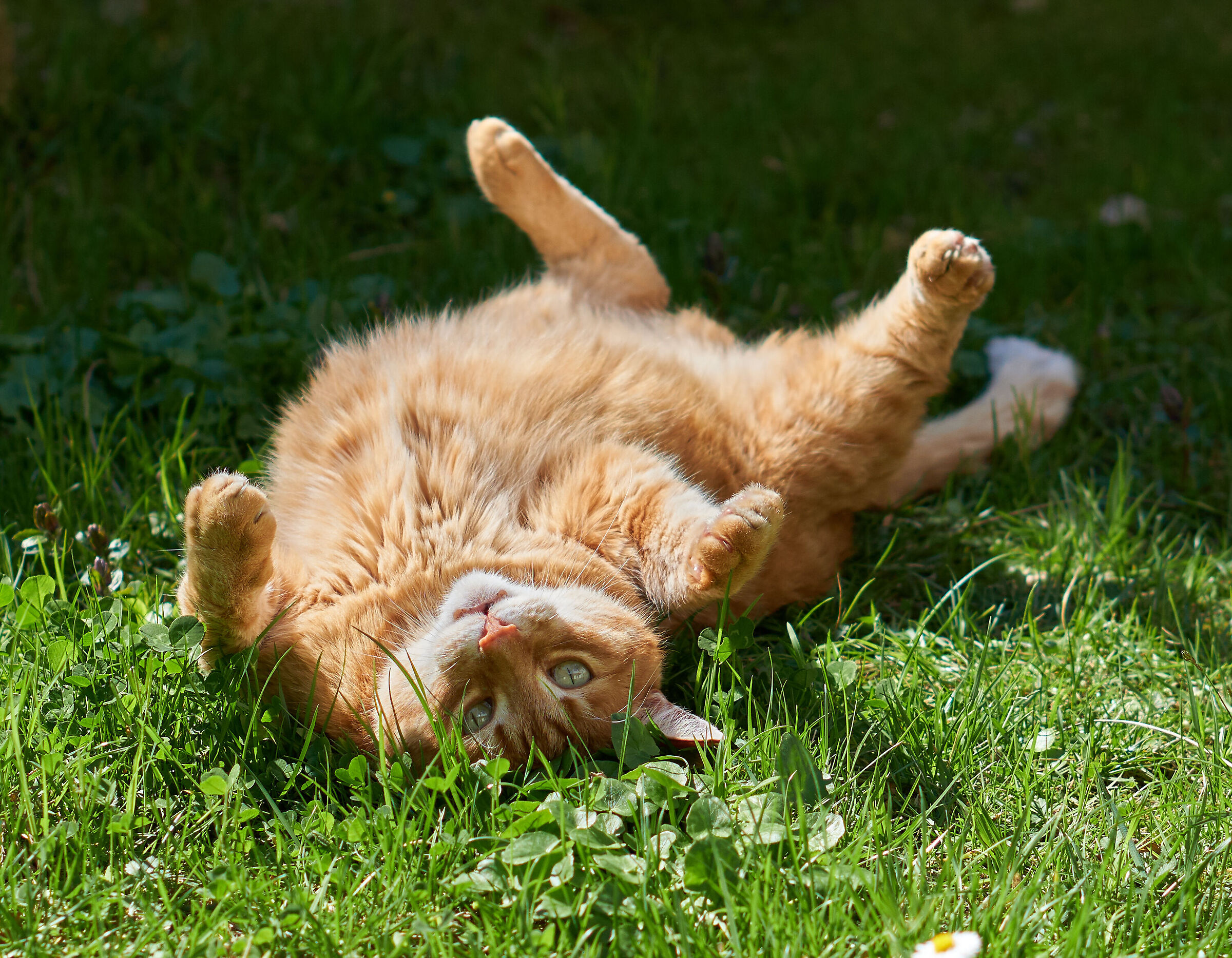 Gatto rosso in giardino
