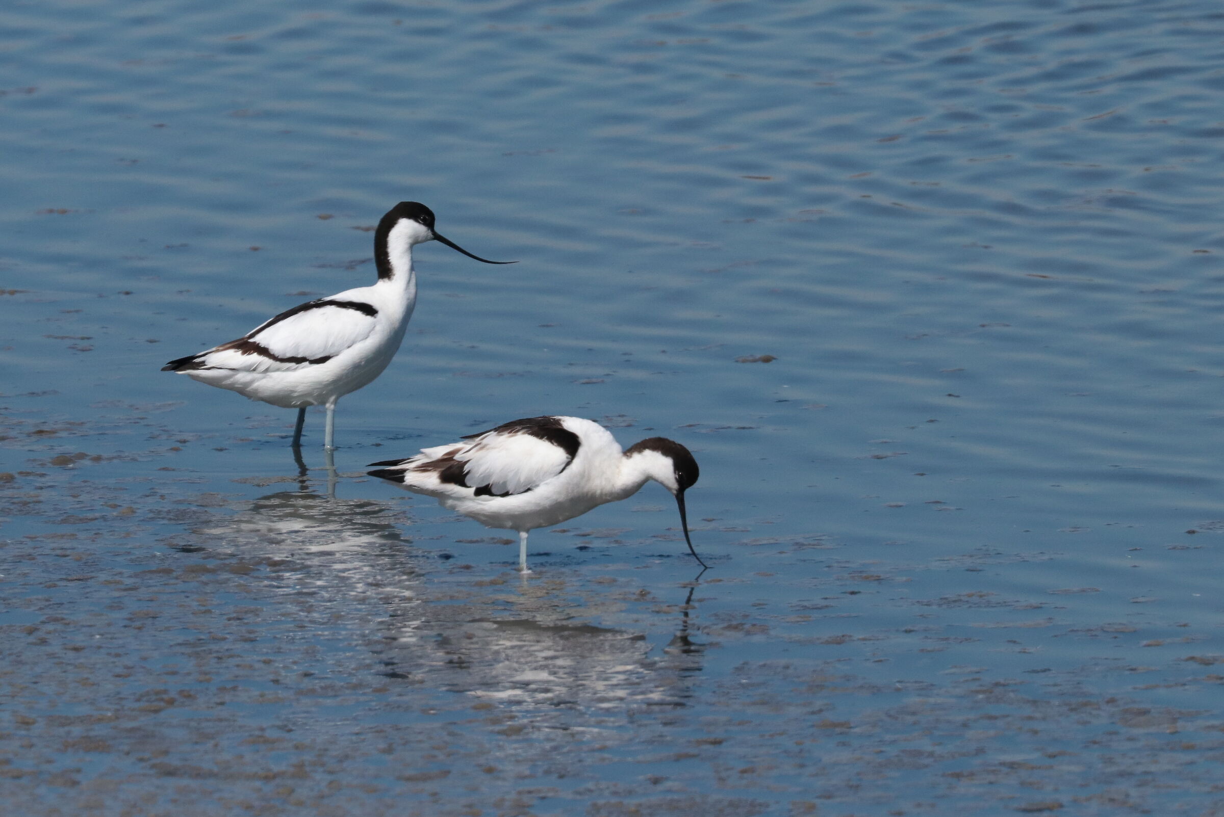 Avocette, couple