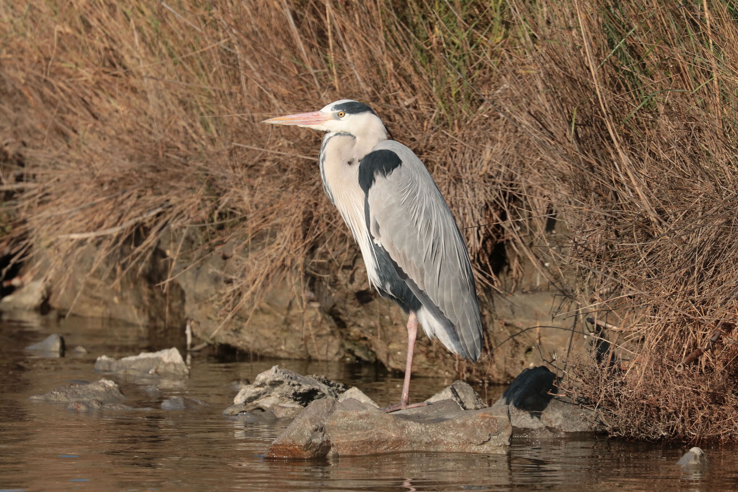 Grey heron