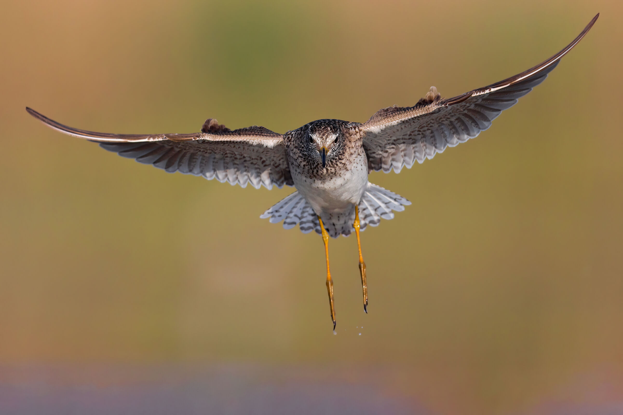 Piro Piro Boschereccio