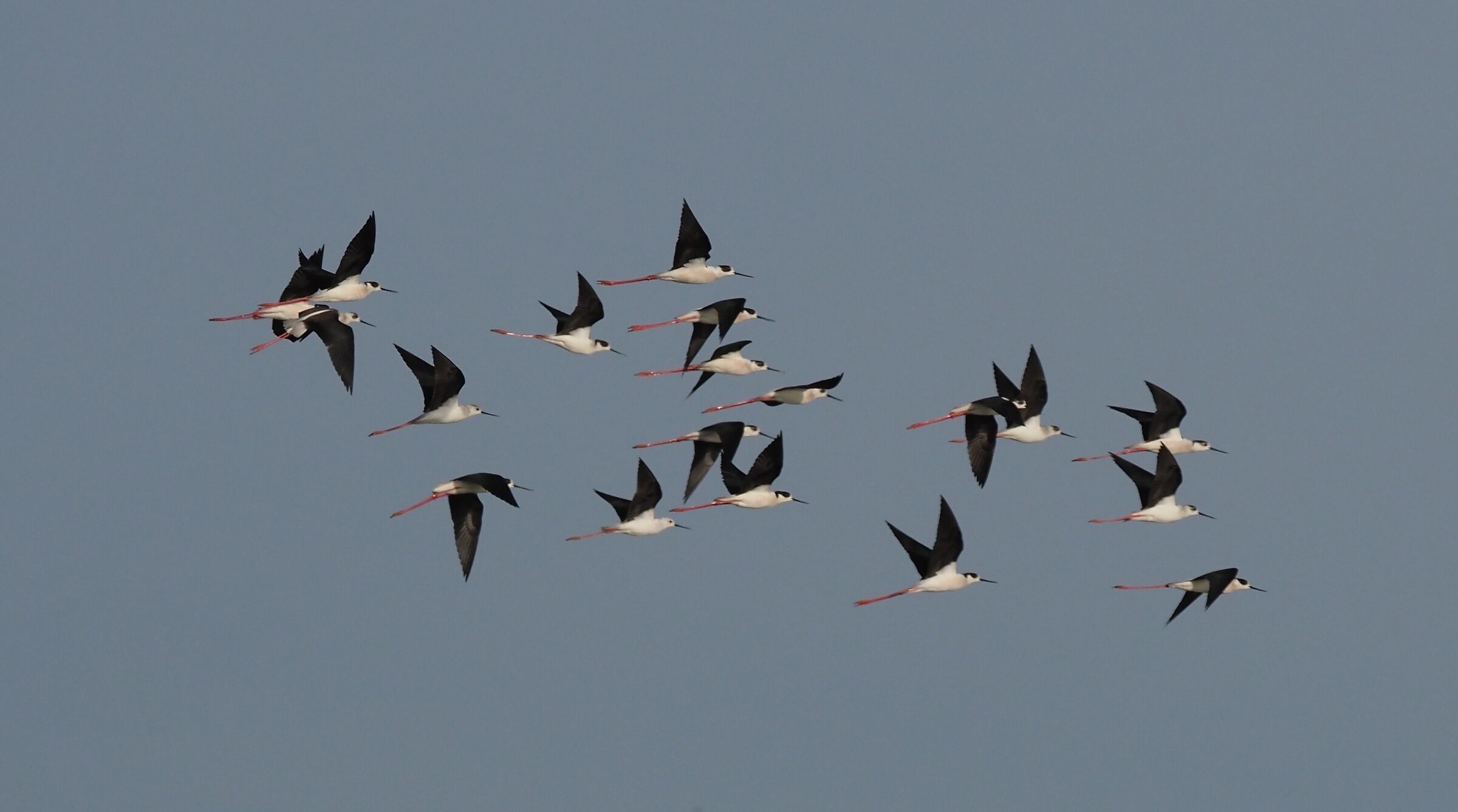 Cavalieri in volo