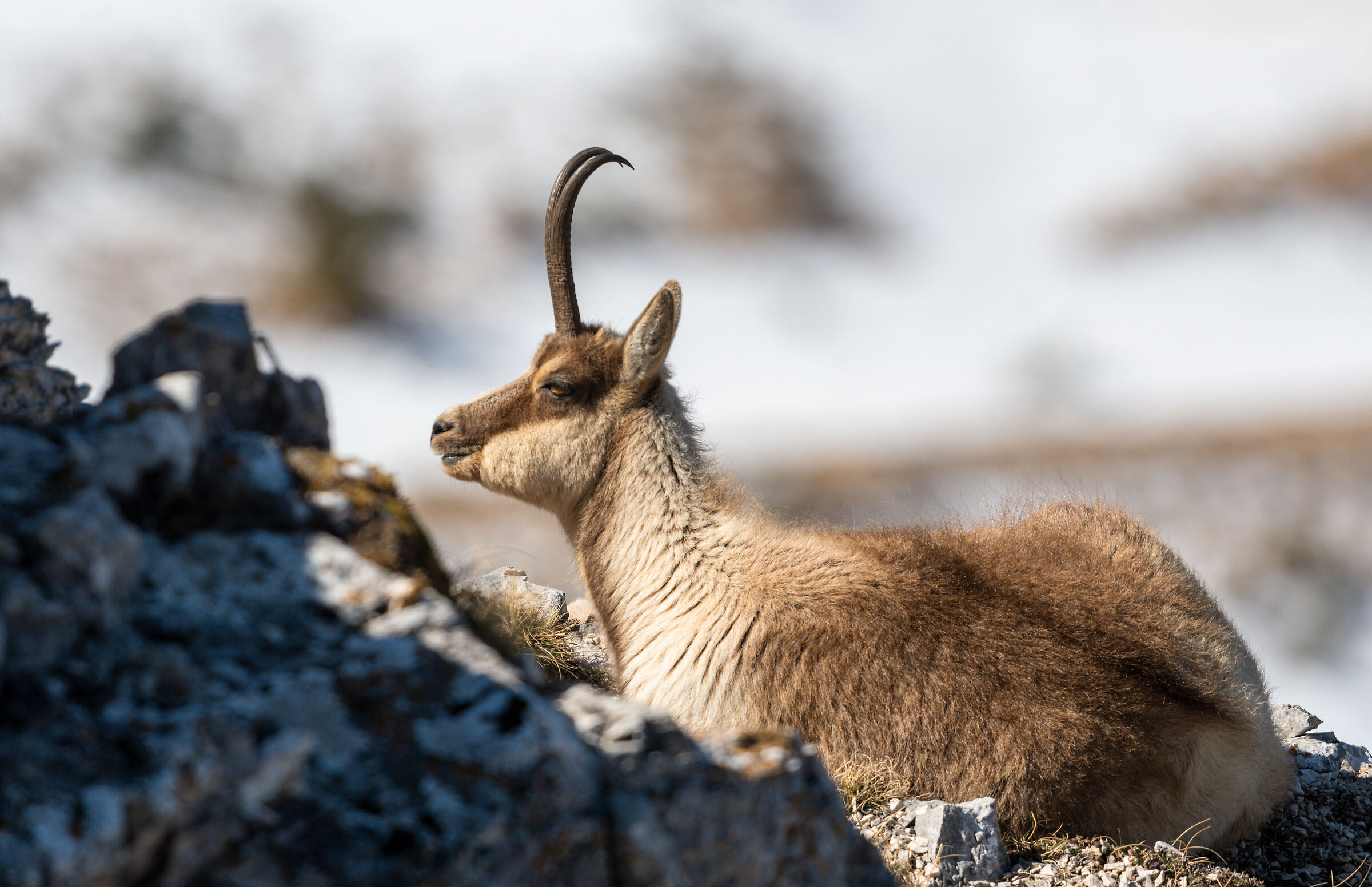 Femmina di Camoscio al ??