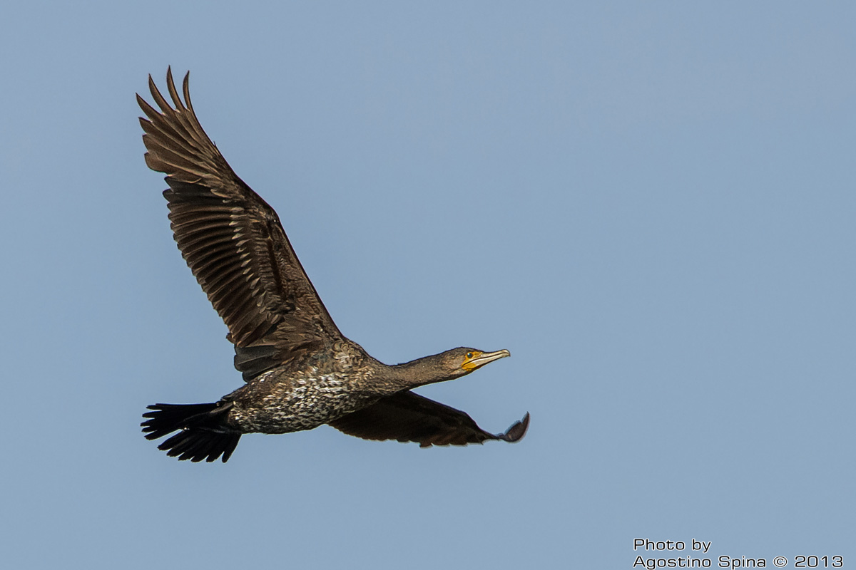 Cormorano