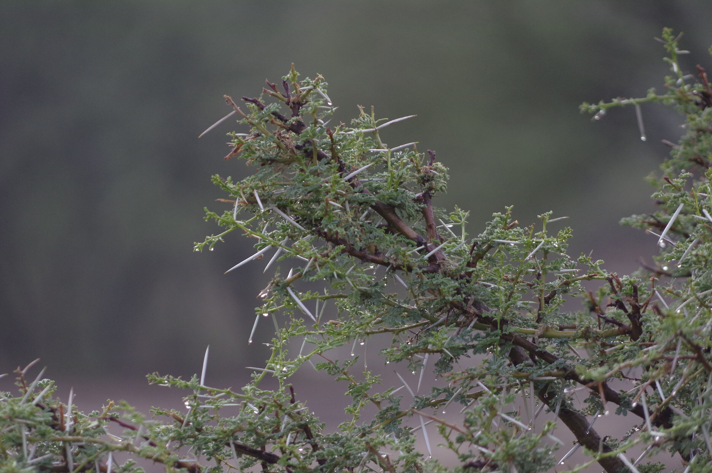 South African acacia