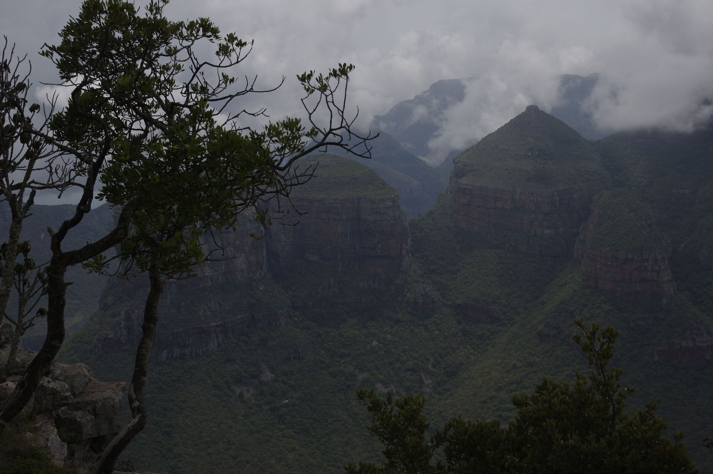 South African glimpse