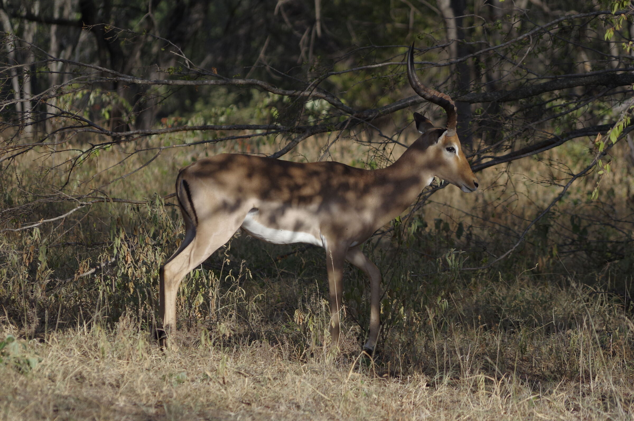 Impala under the tree