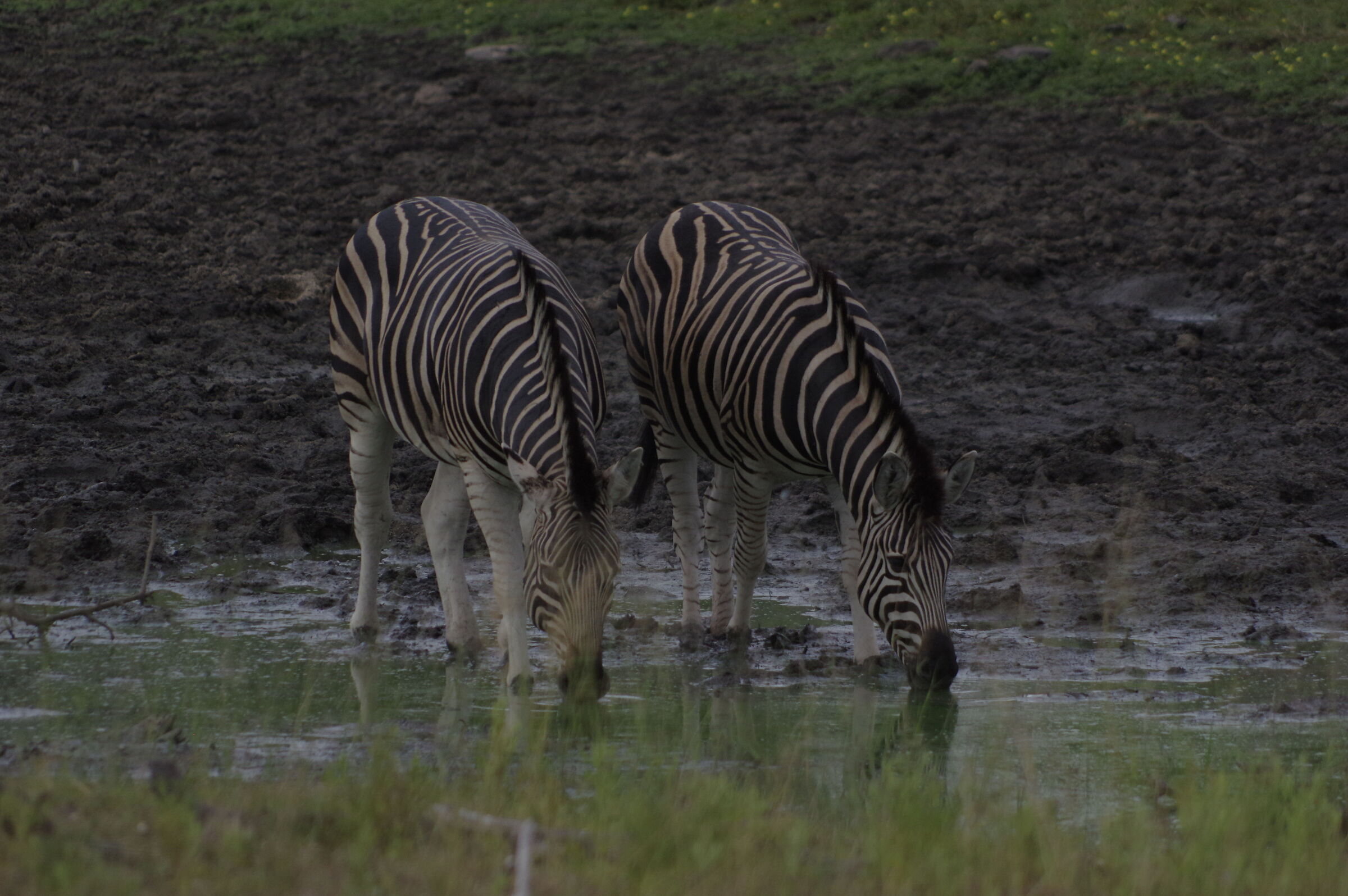 Thirsty zebras