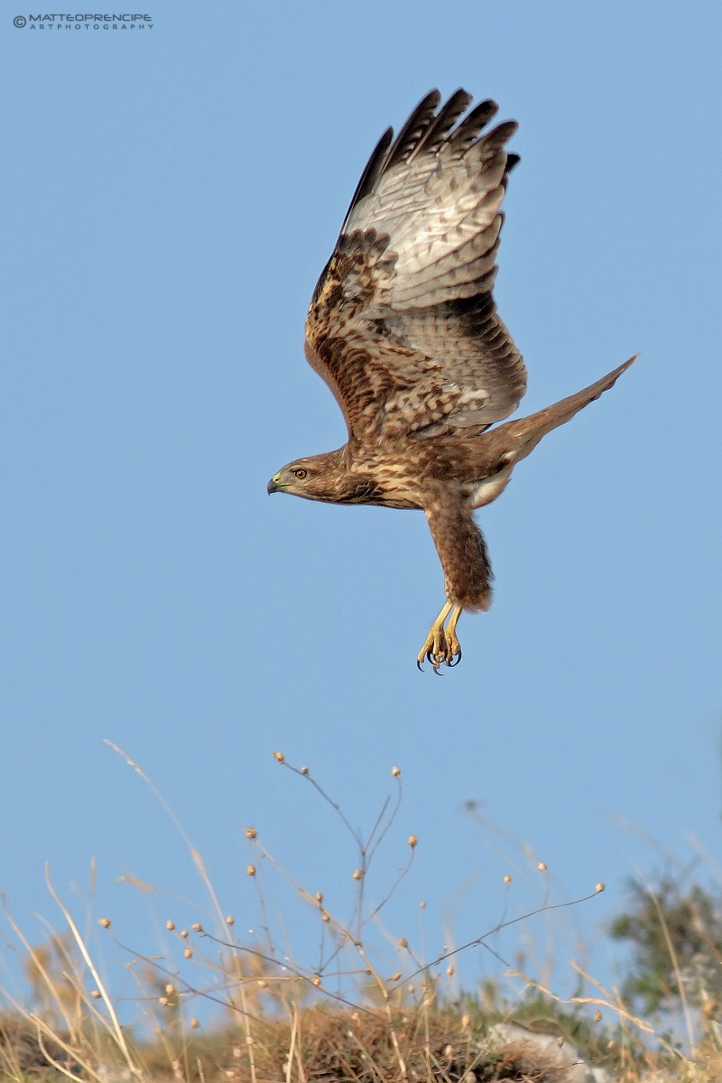 Buzzard