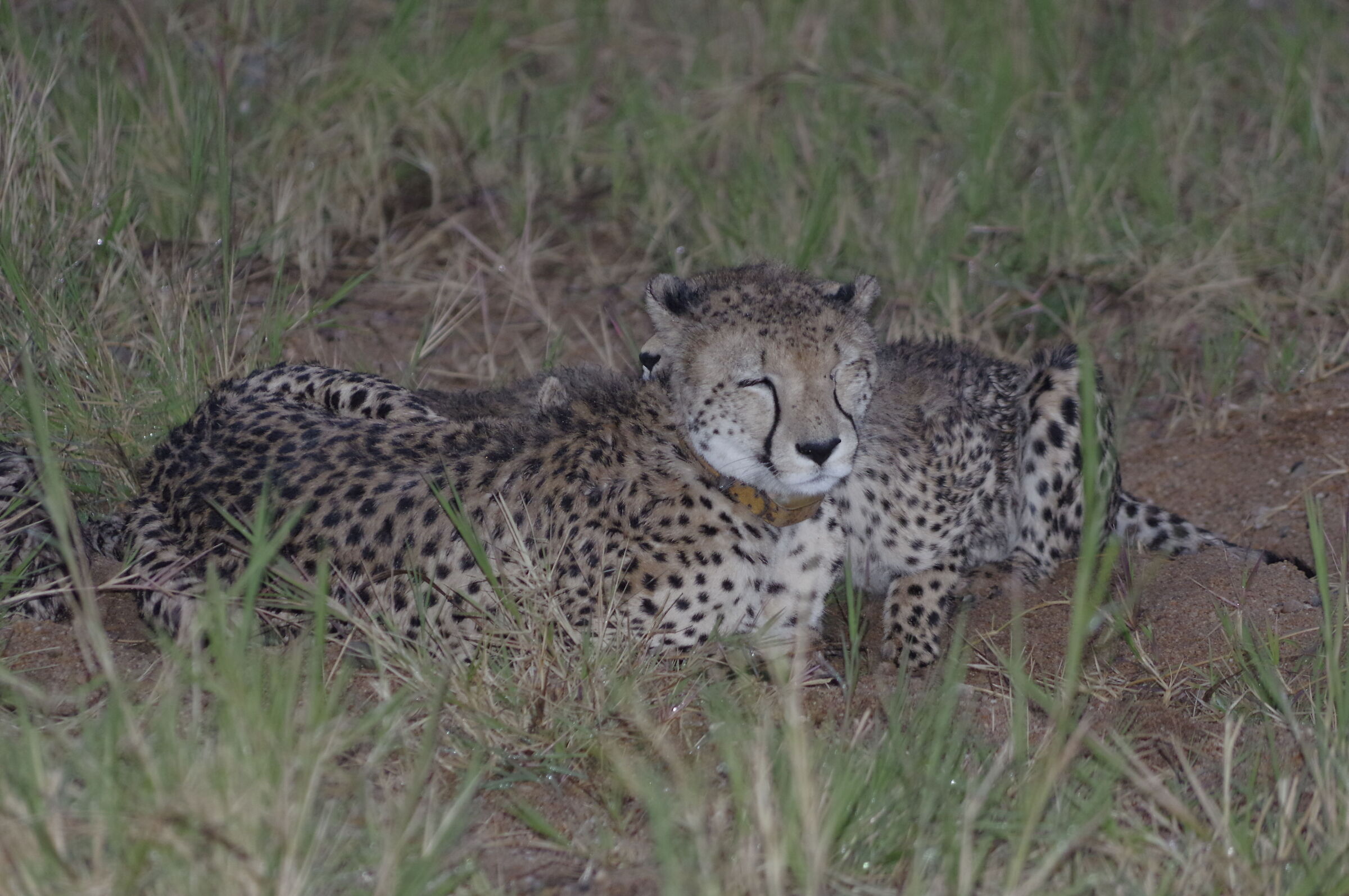 What a sleep - Cheetahs