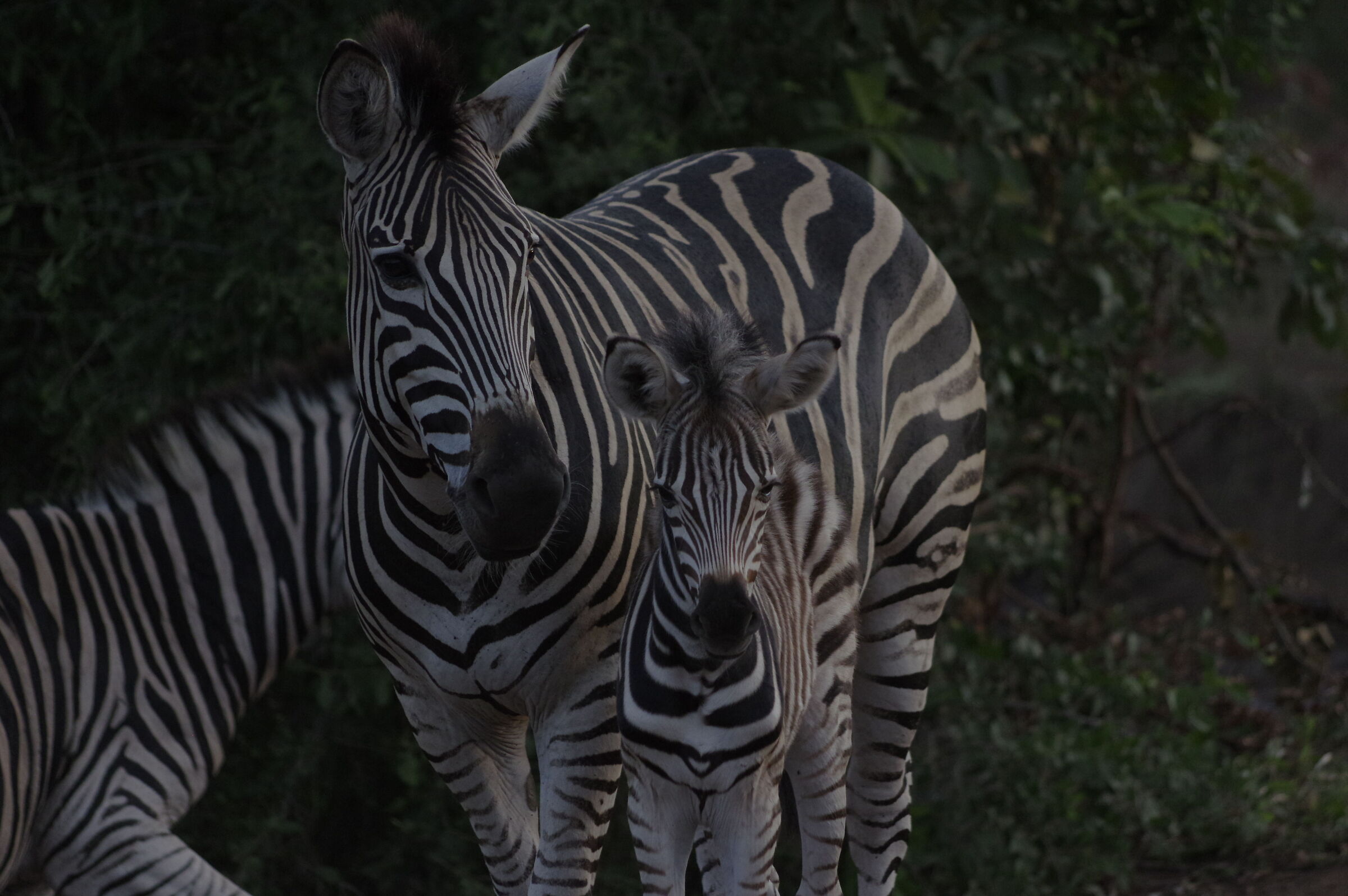 Mom and zebra cub