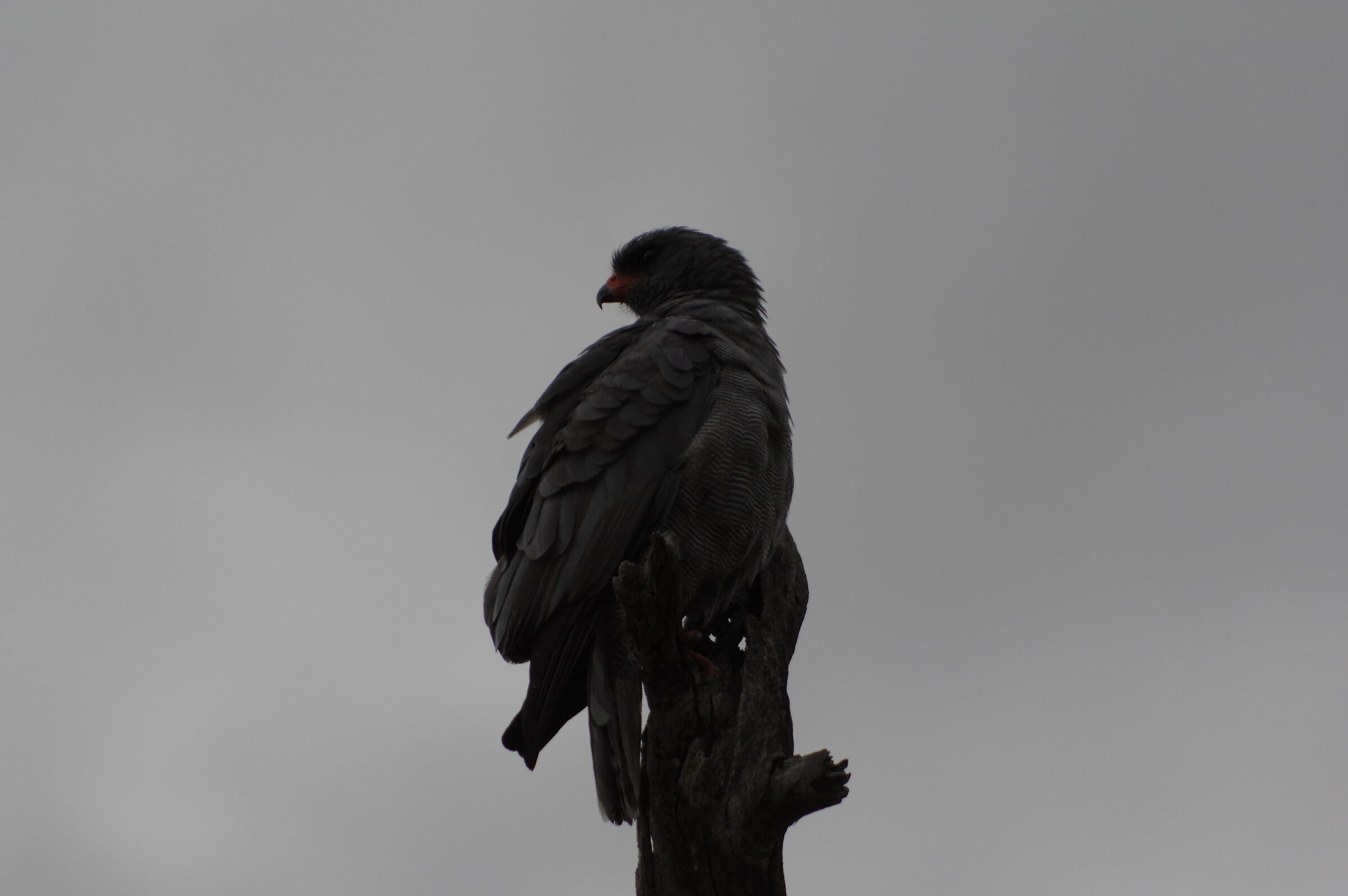 South African bird of prey