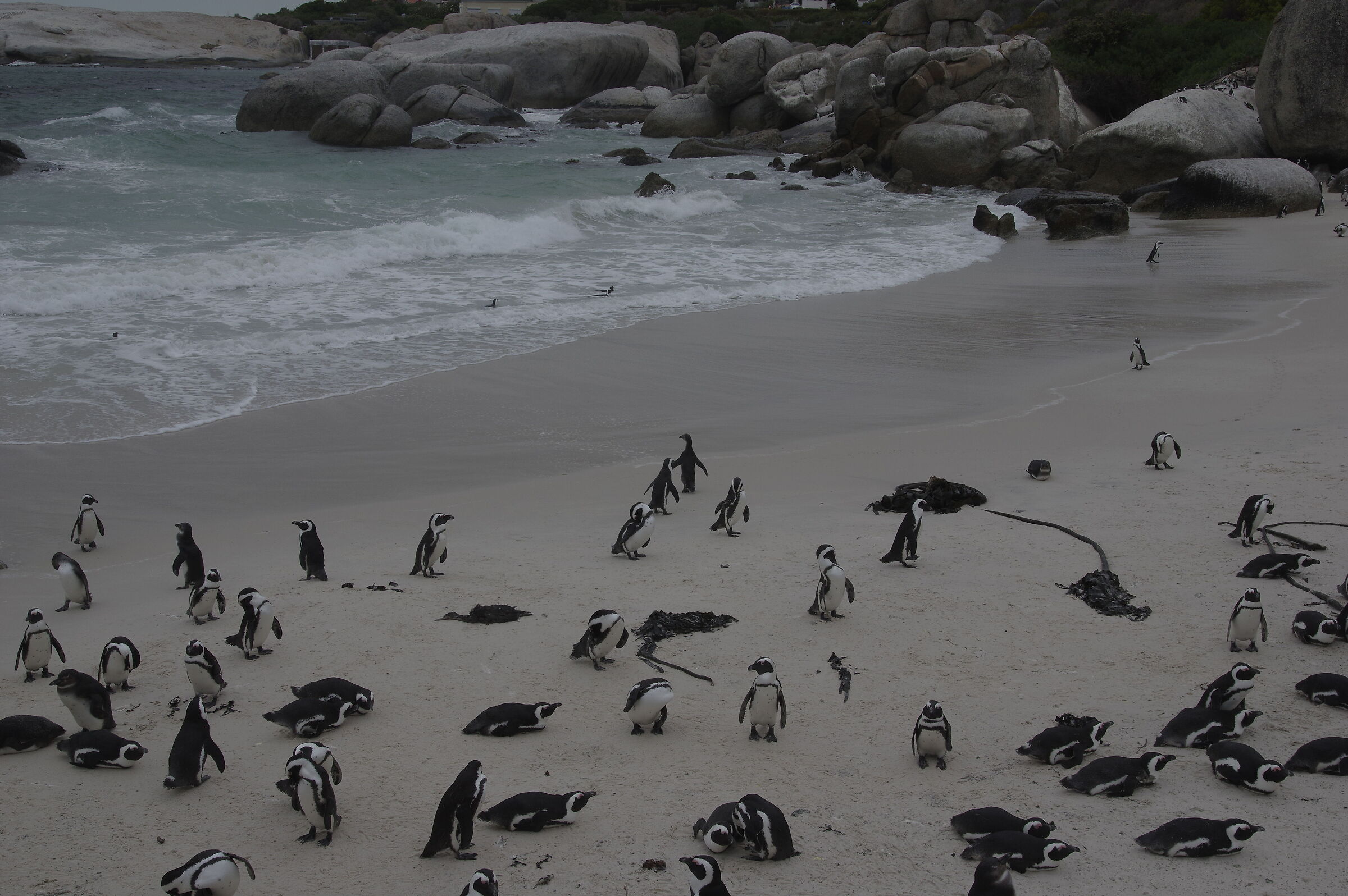 Penguins on shore