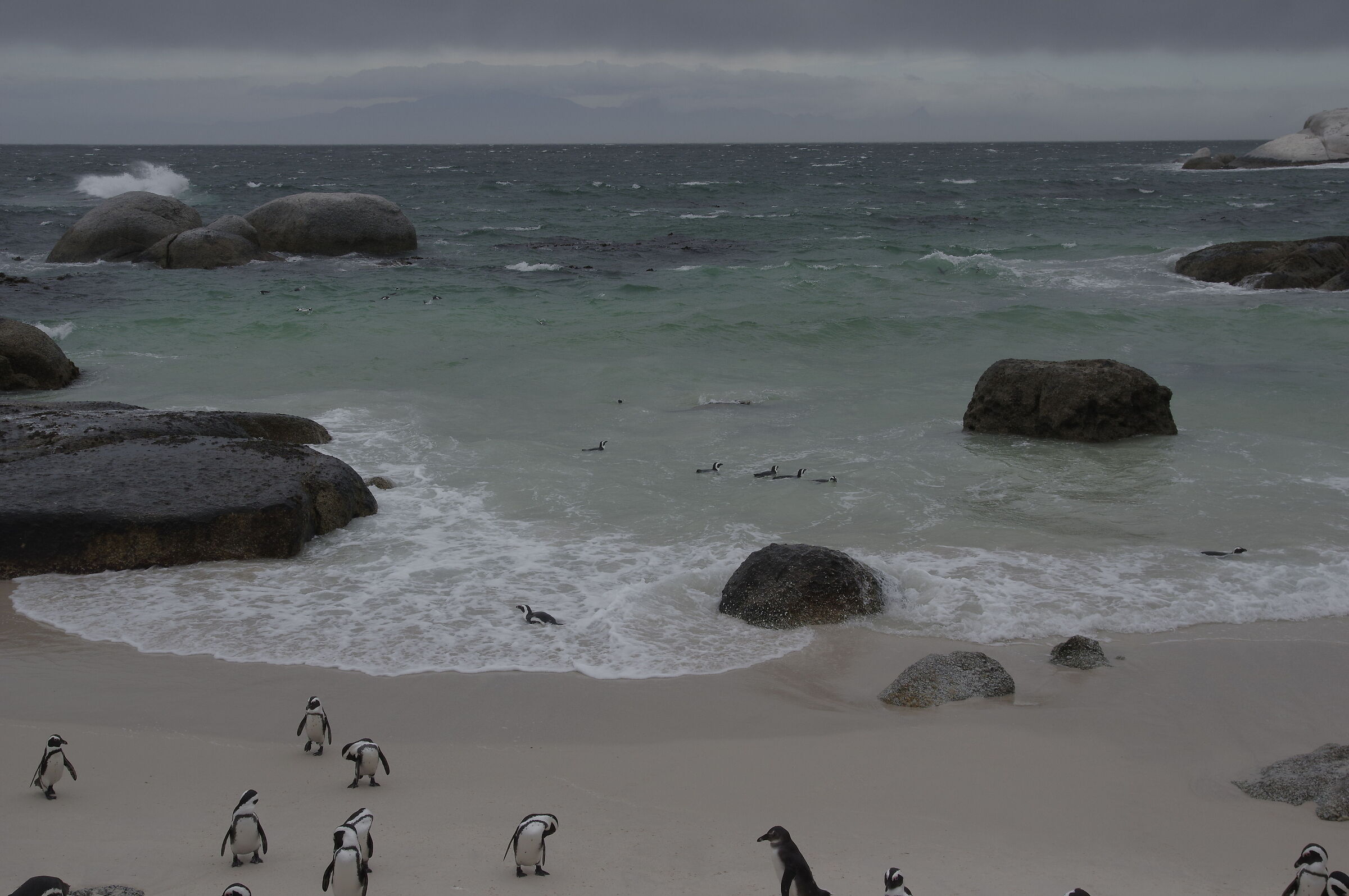 Penguins on shore 2