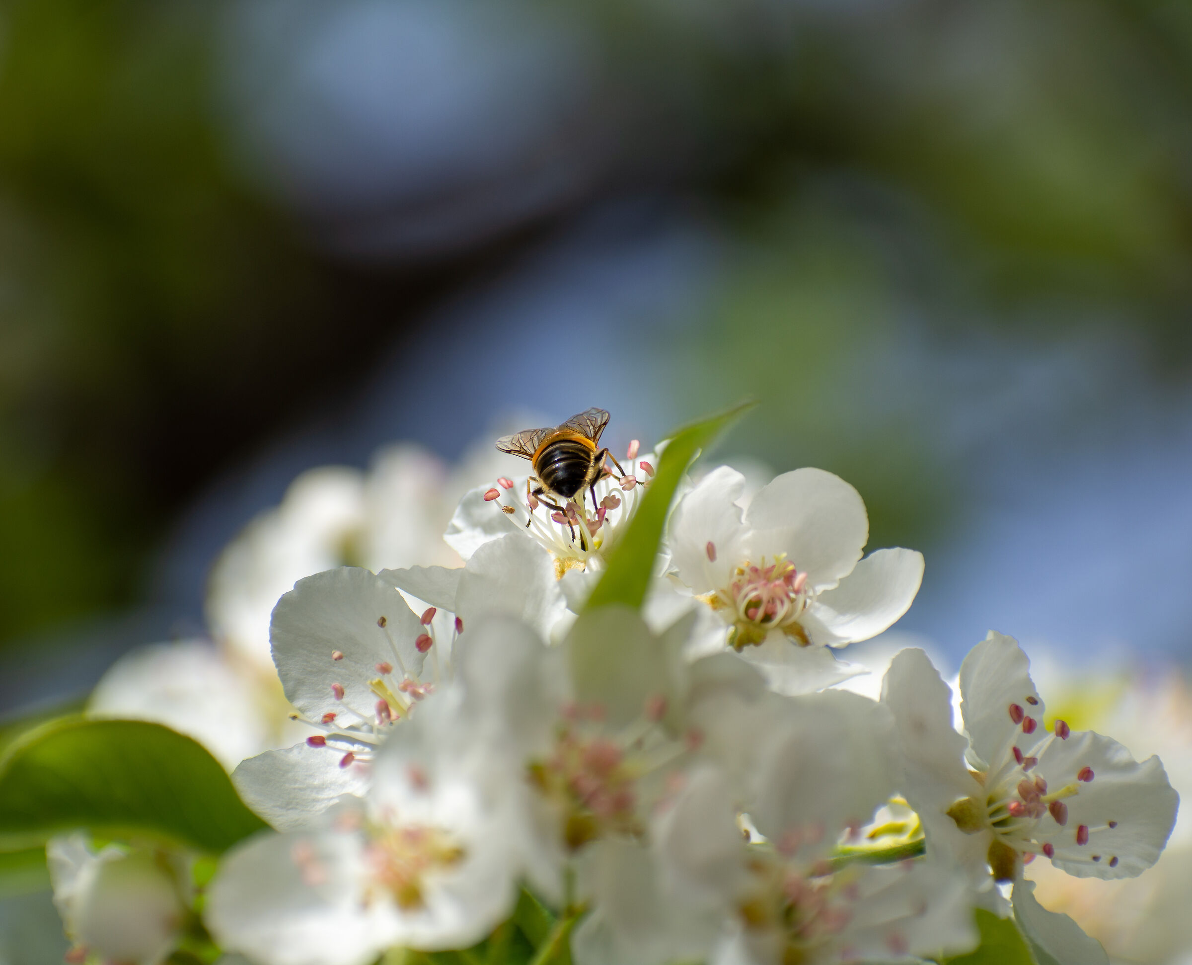 Spring