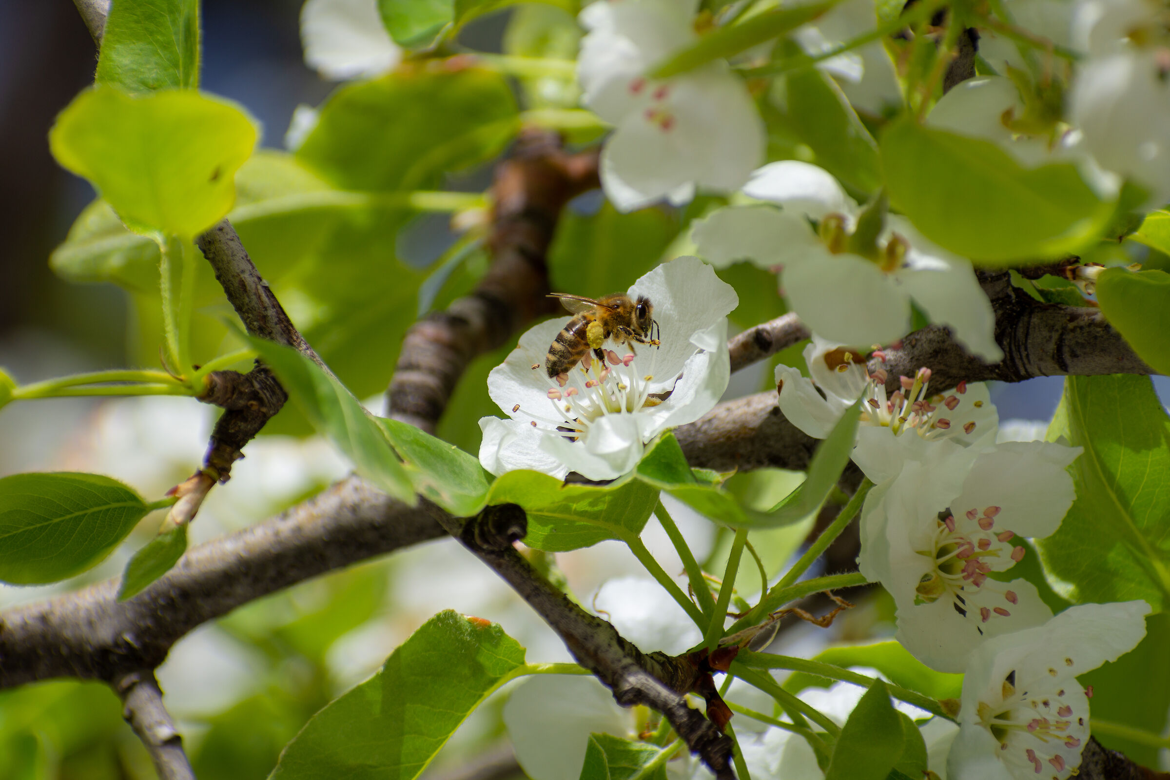 Spring