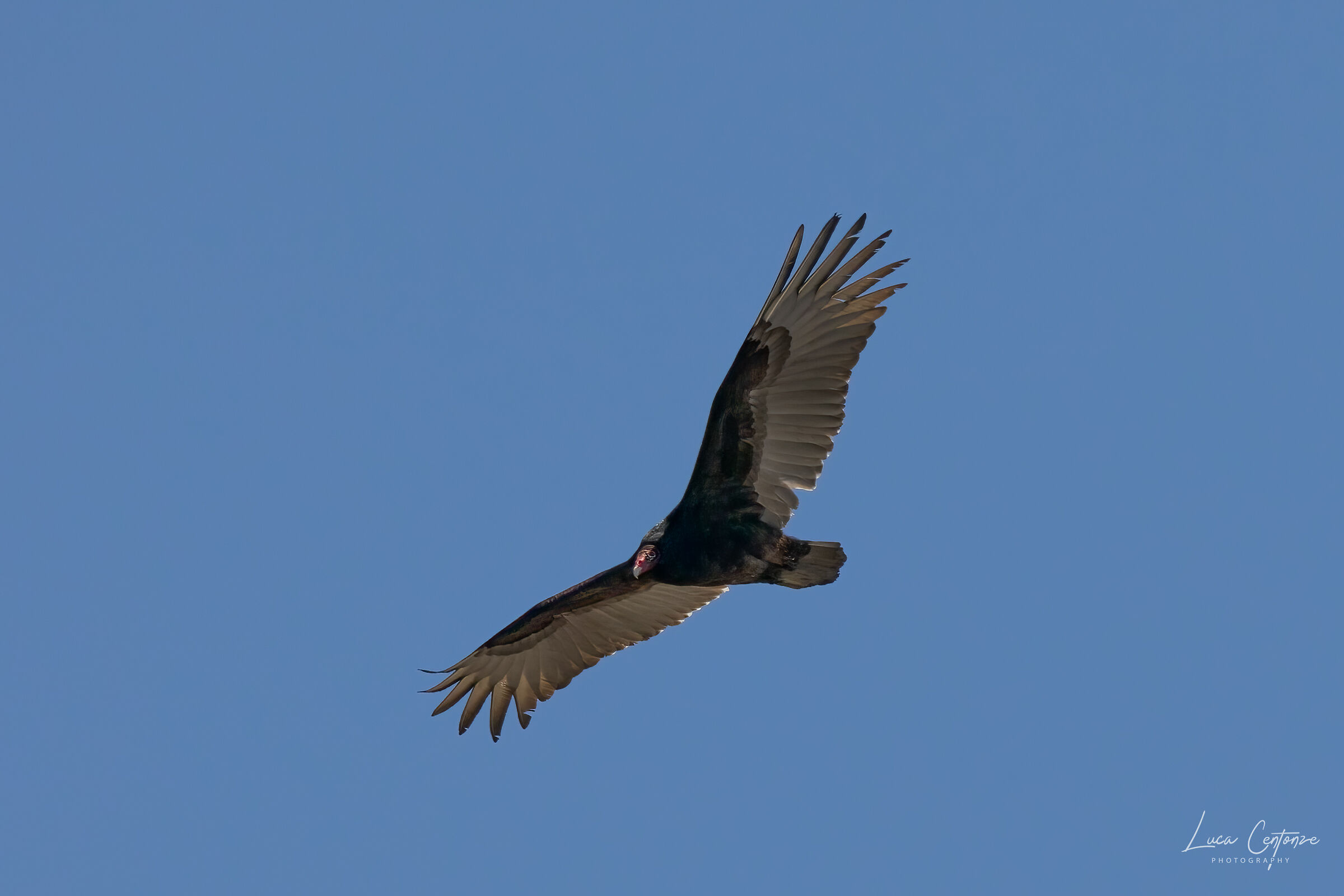 Turkey Vulture (Cathartes aura)