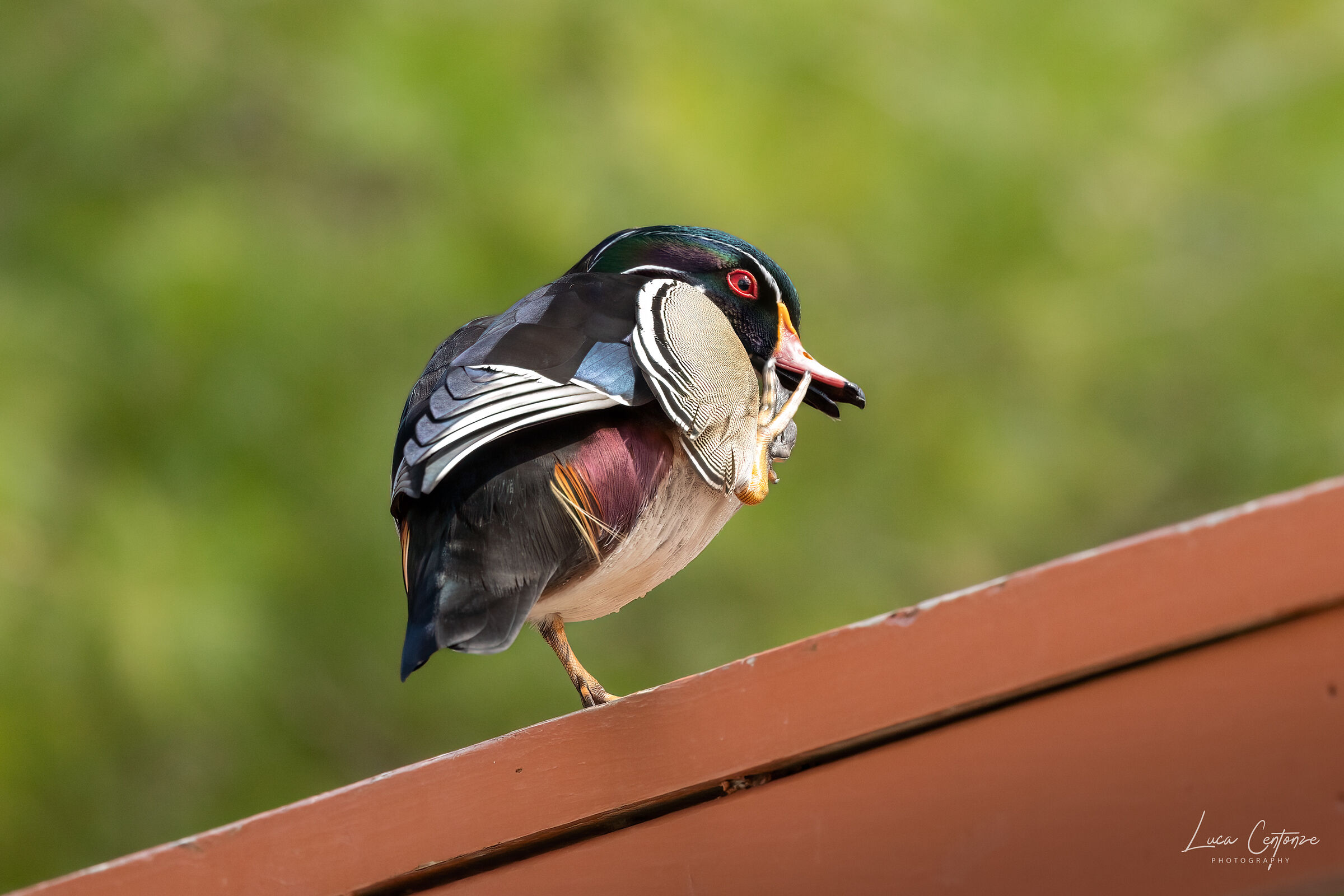 Wood Duck (Aix sponsa)