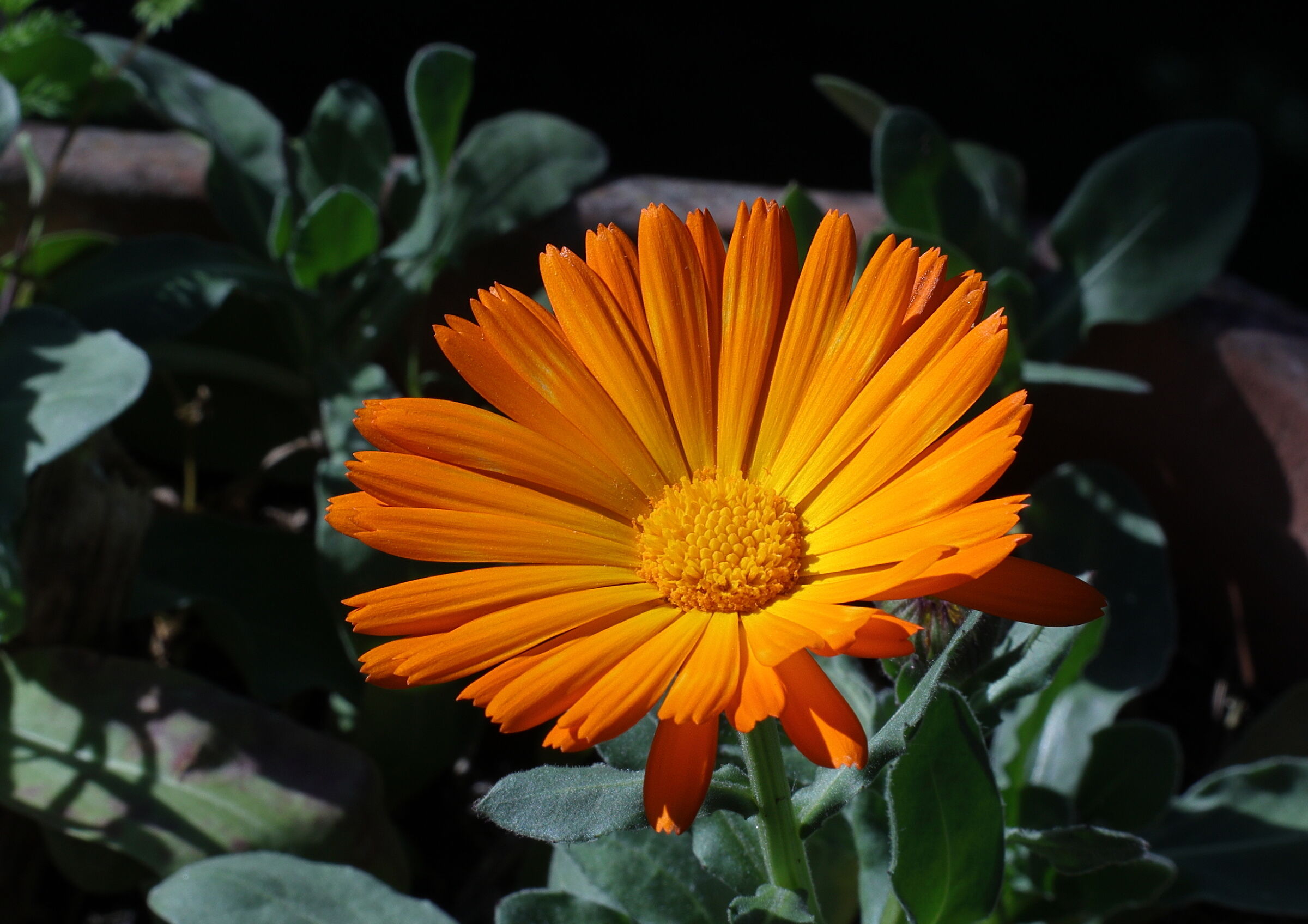 Test macro R6 + Zuiko 1.8 + tubo 31mm