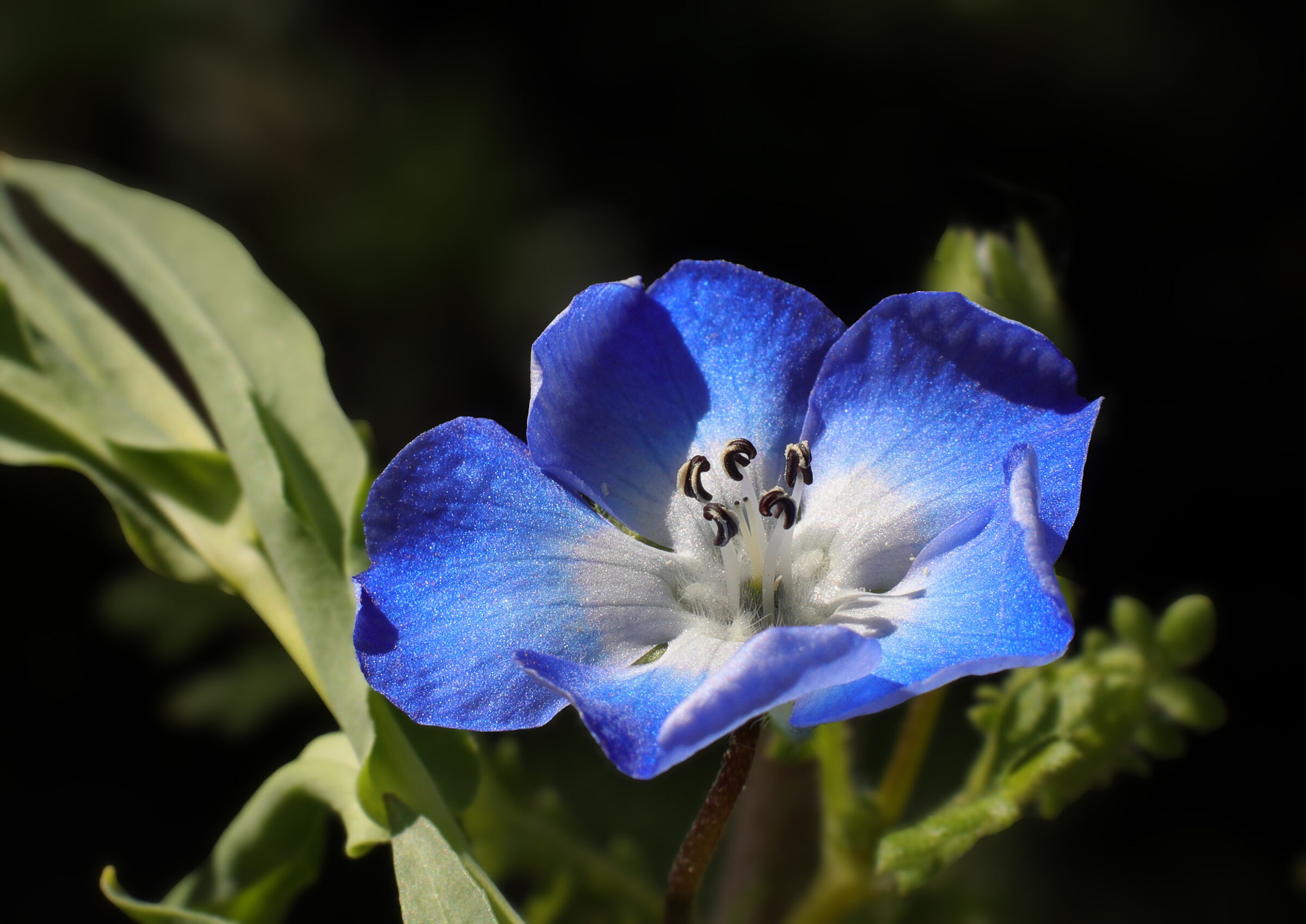 Test macro R6 + Zuiko 1.8 + tubo 31mm