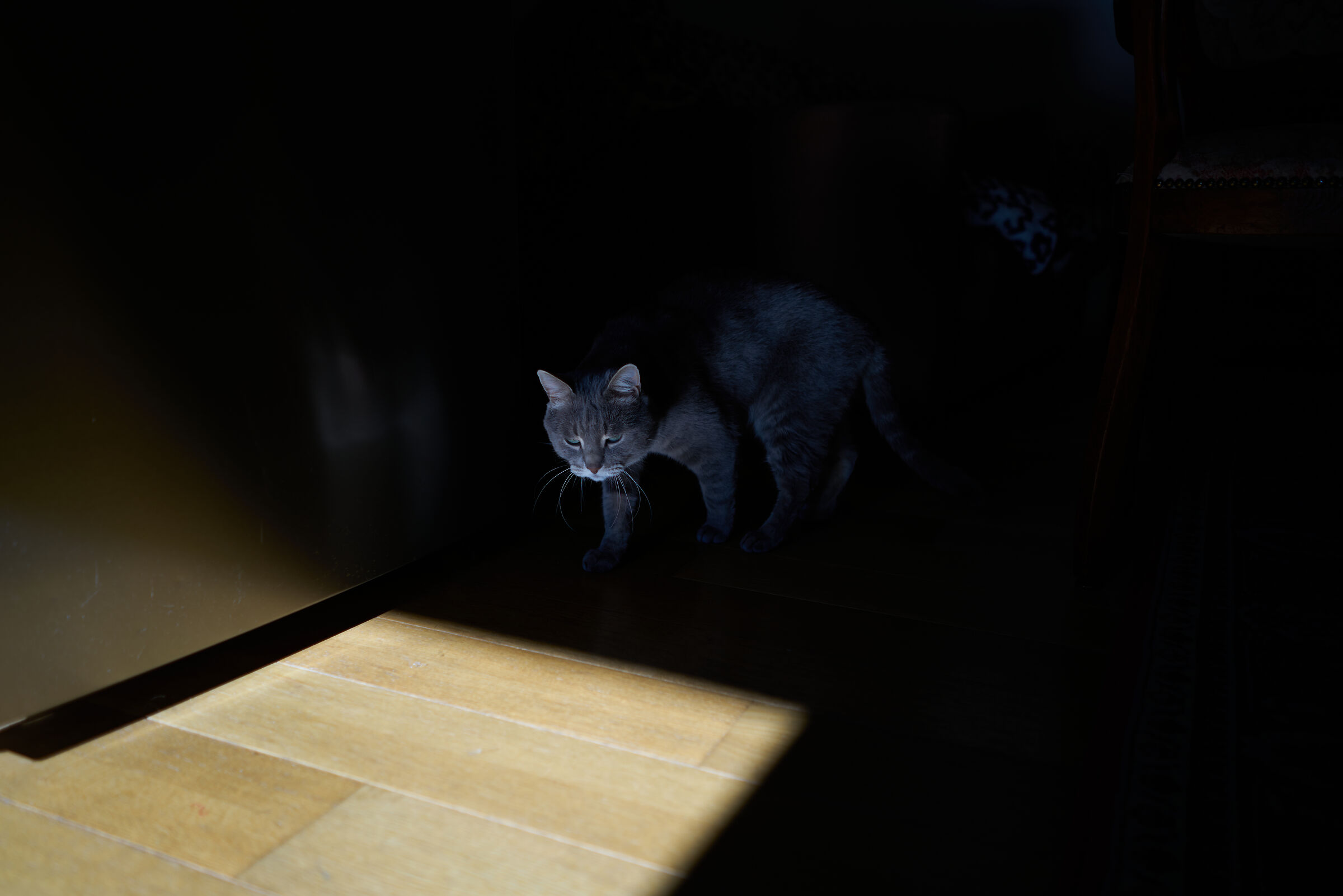 Cat to whom?