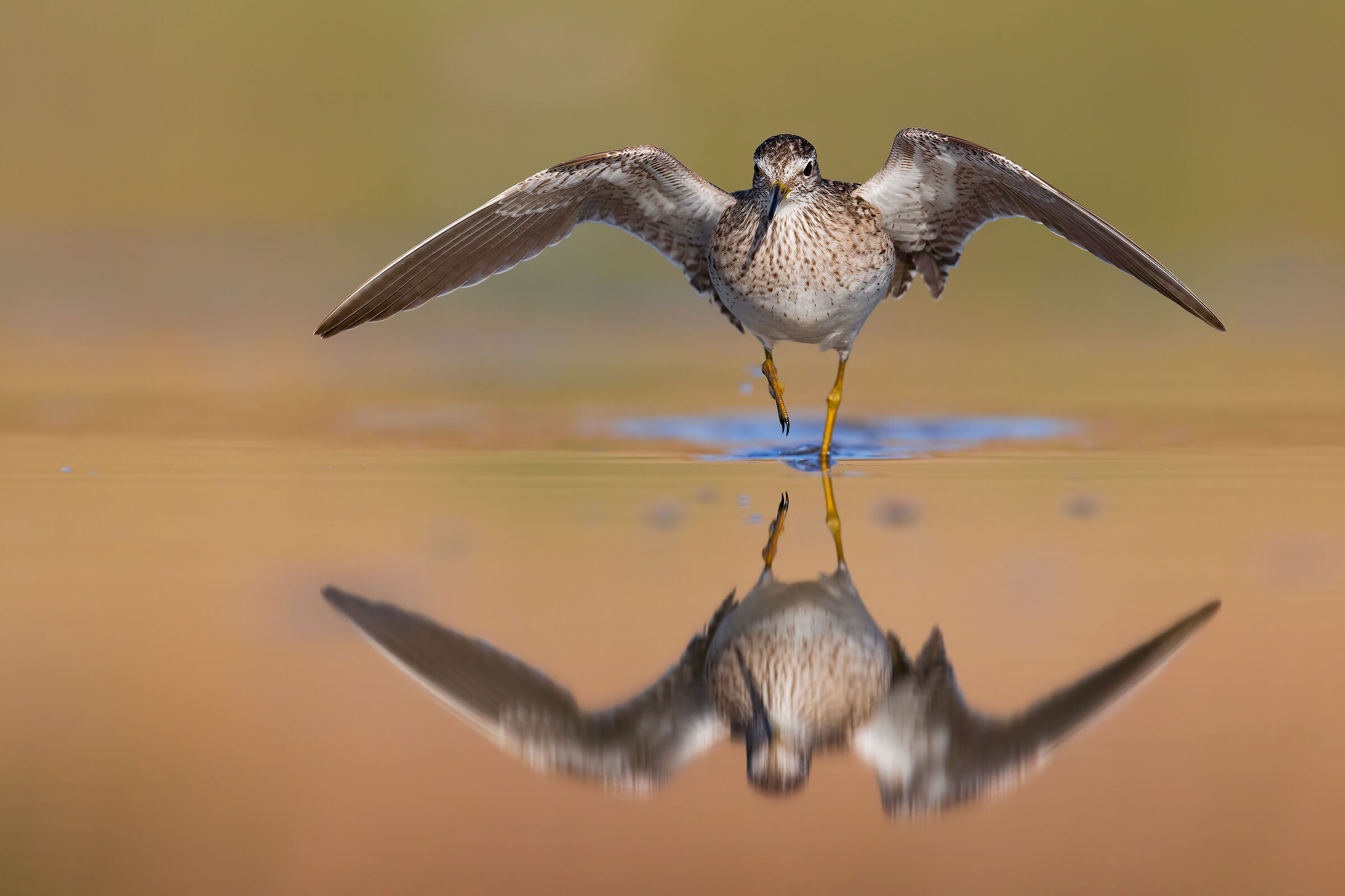 Piro Piro Boschereccio