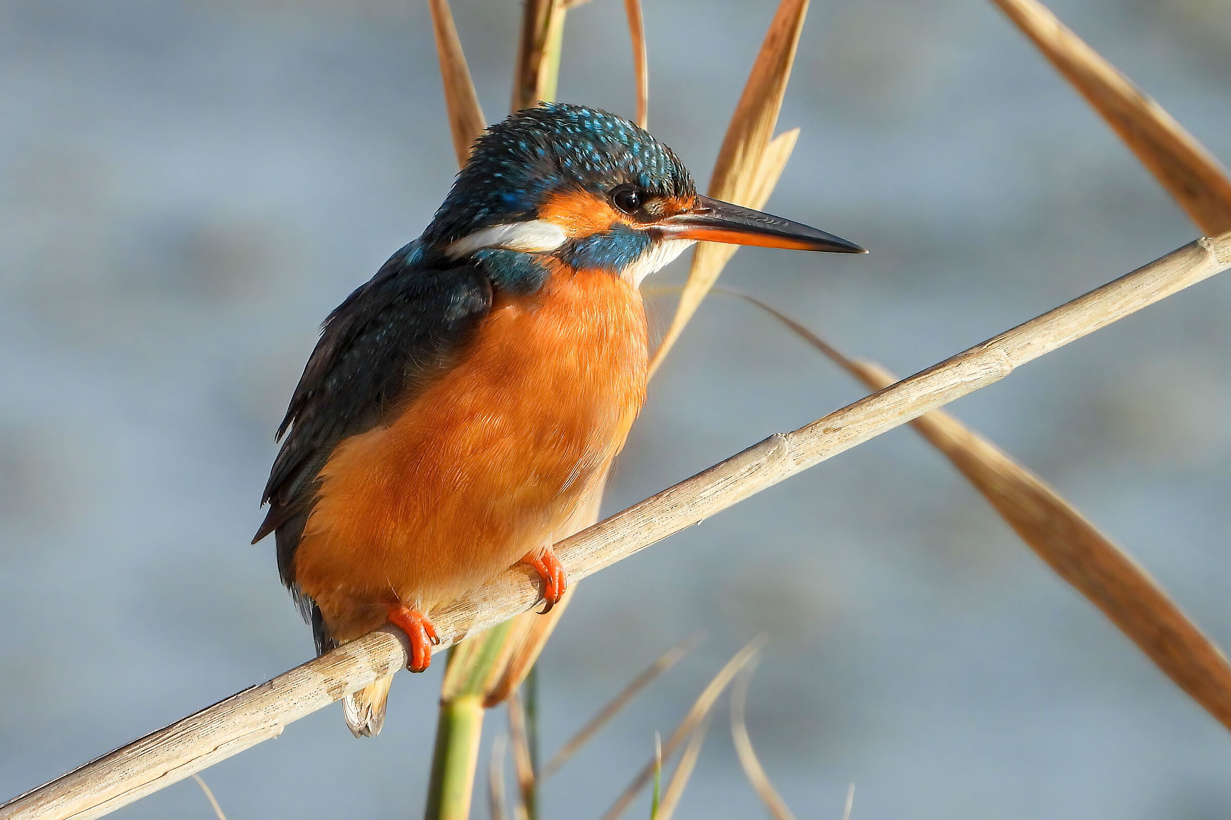 Kingfisher