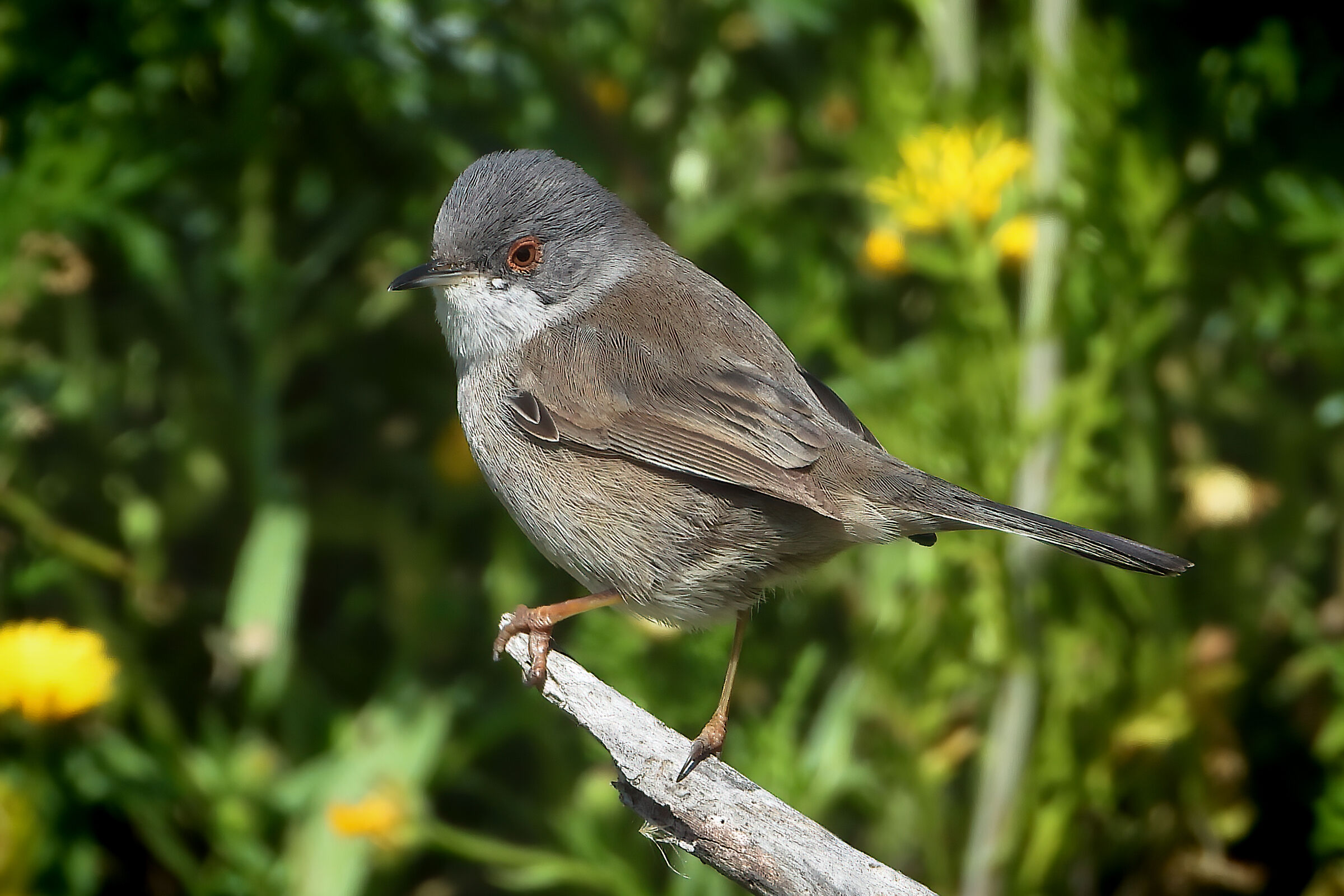 Sardinian warbler