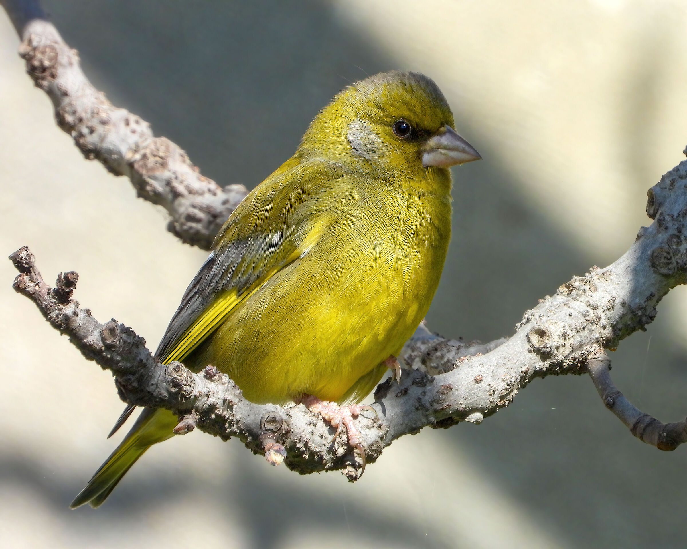 Greenfinch