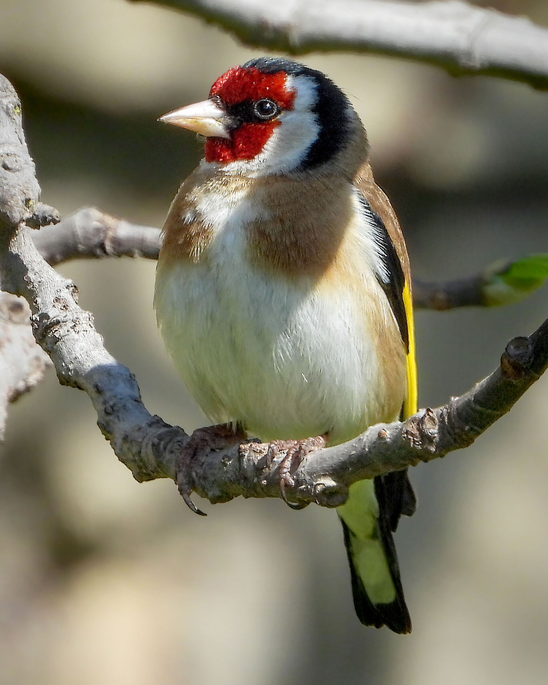Goldfinch