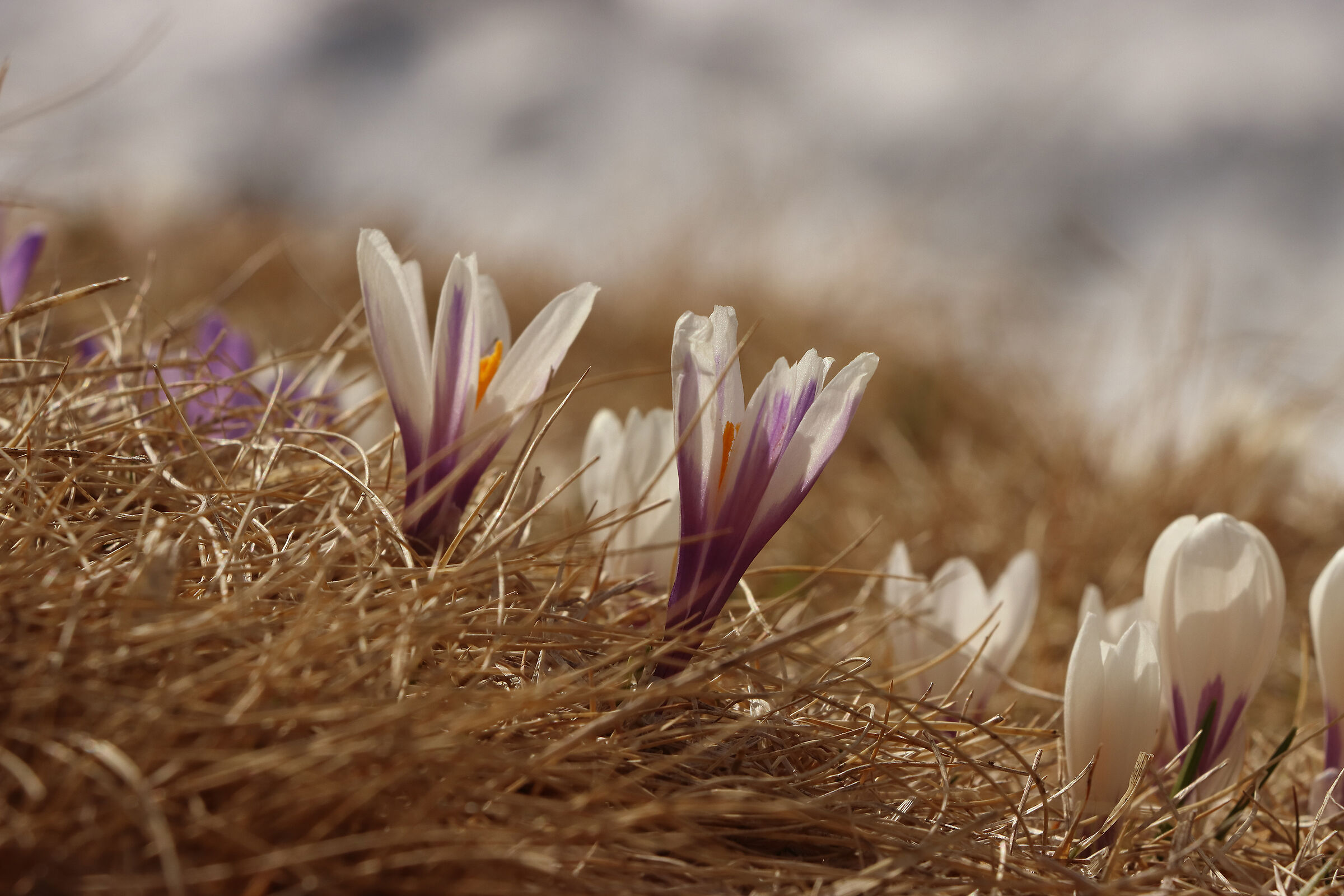 ... un tappeto di primavera ...