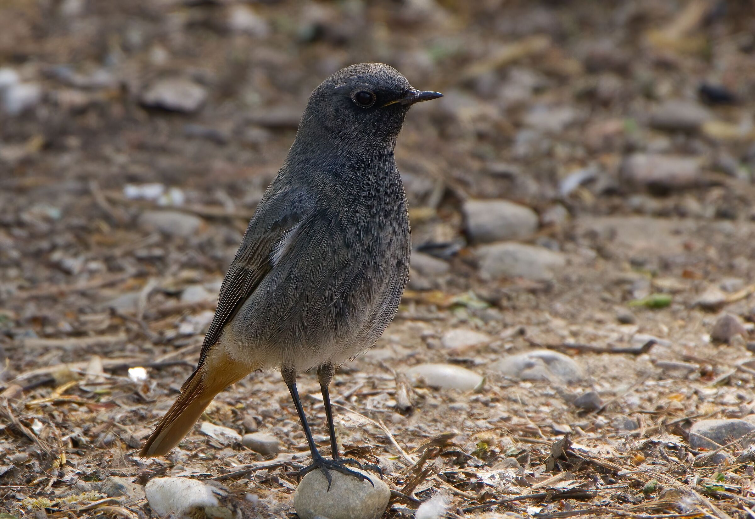 Codirosso spazzacamino