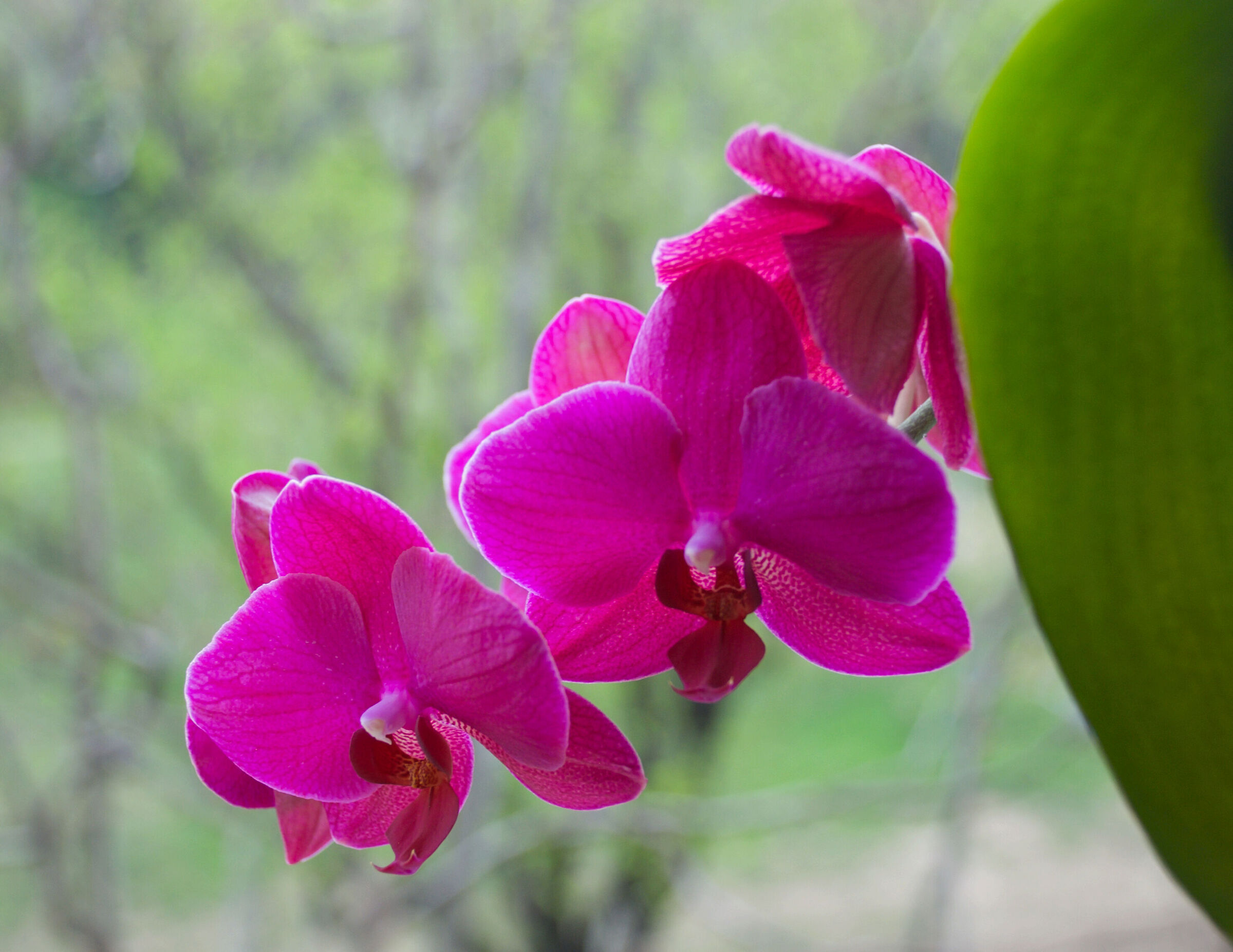 Curious orchids