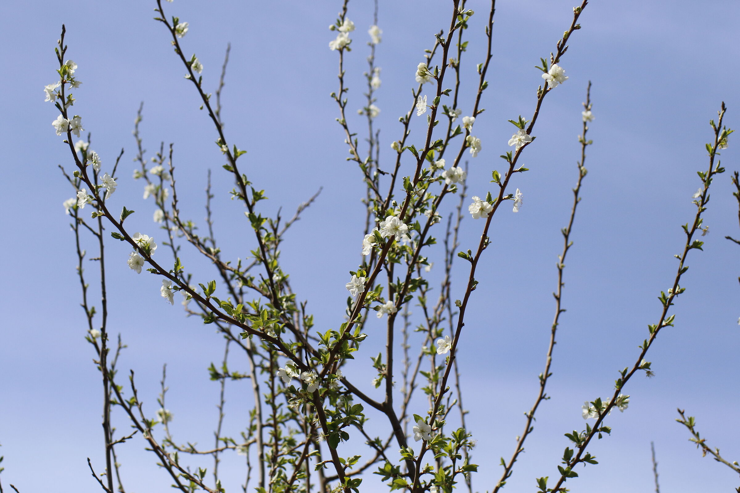 F. 4.5, 1/ 8.000, ISO 500