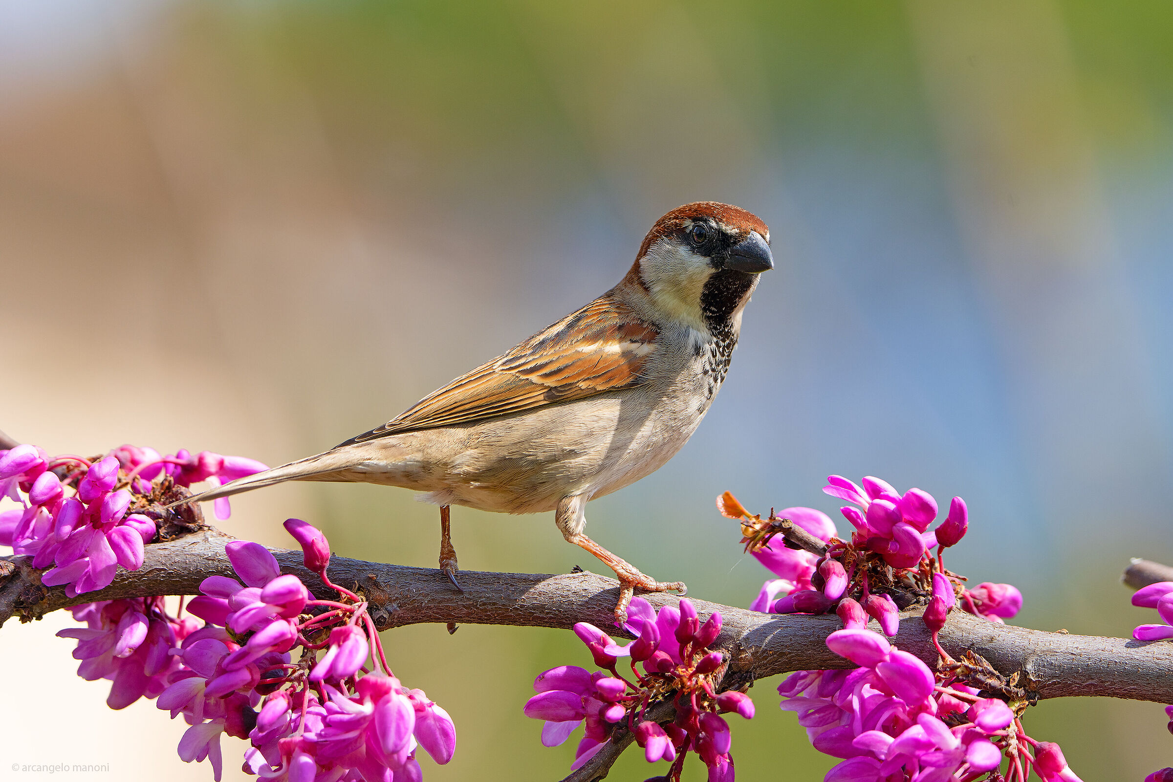 My name is ''Passero''