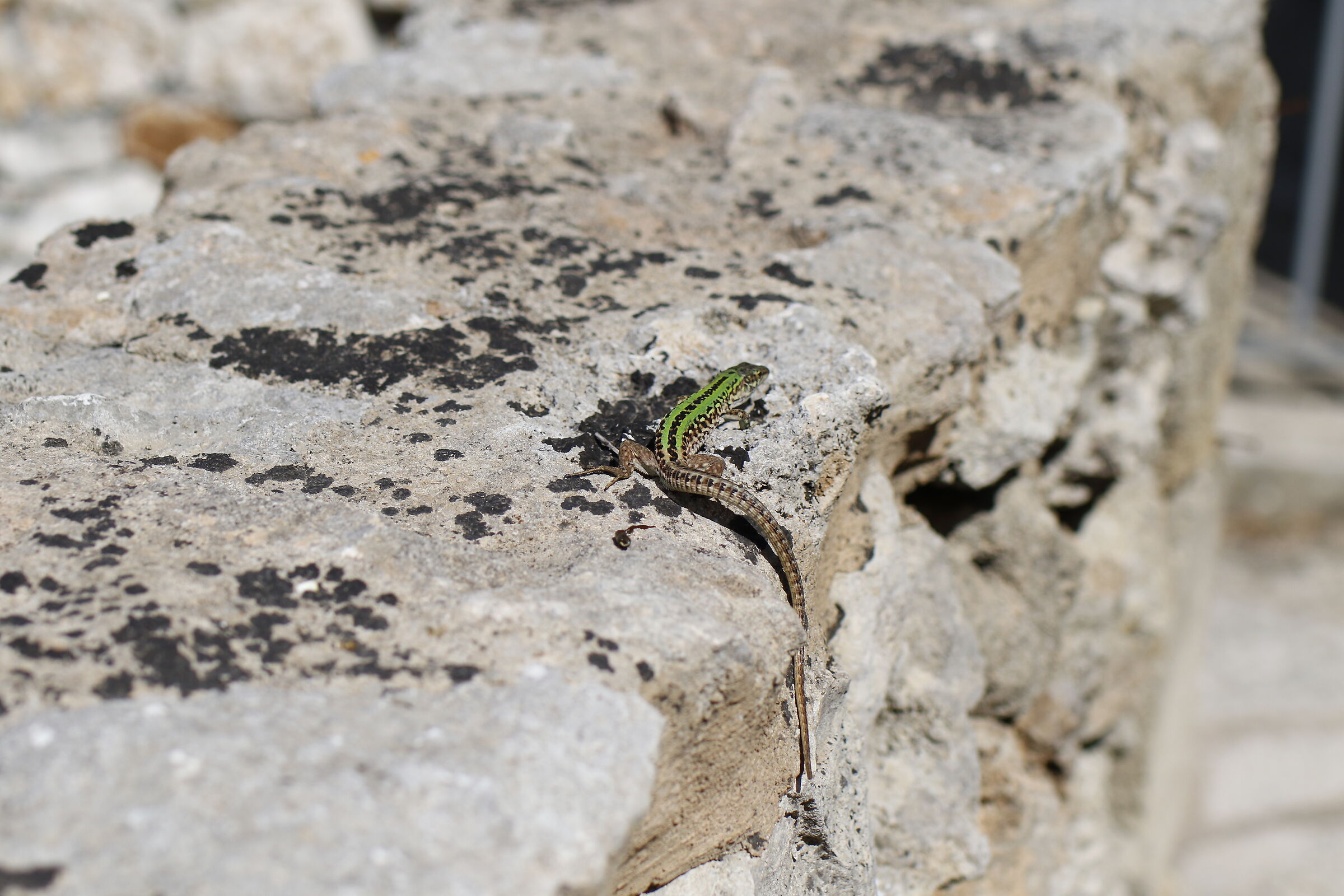 F. 4, 1/ 8.000, ISO 250