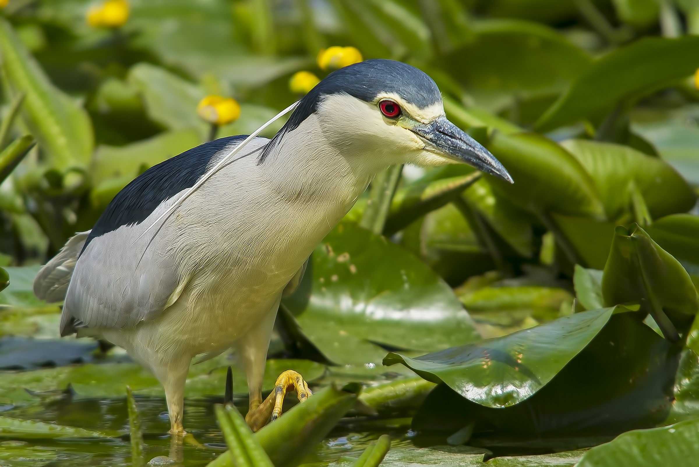 Night Heron in Torrile.