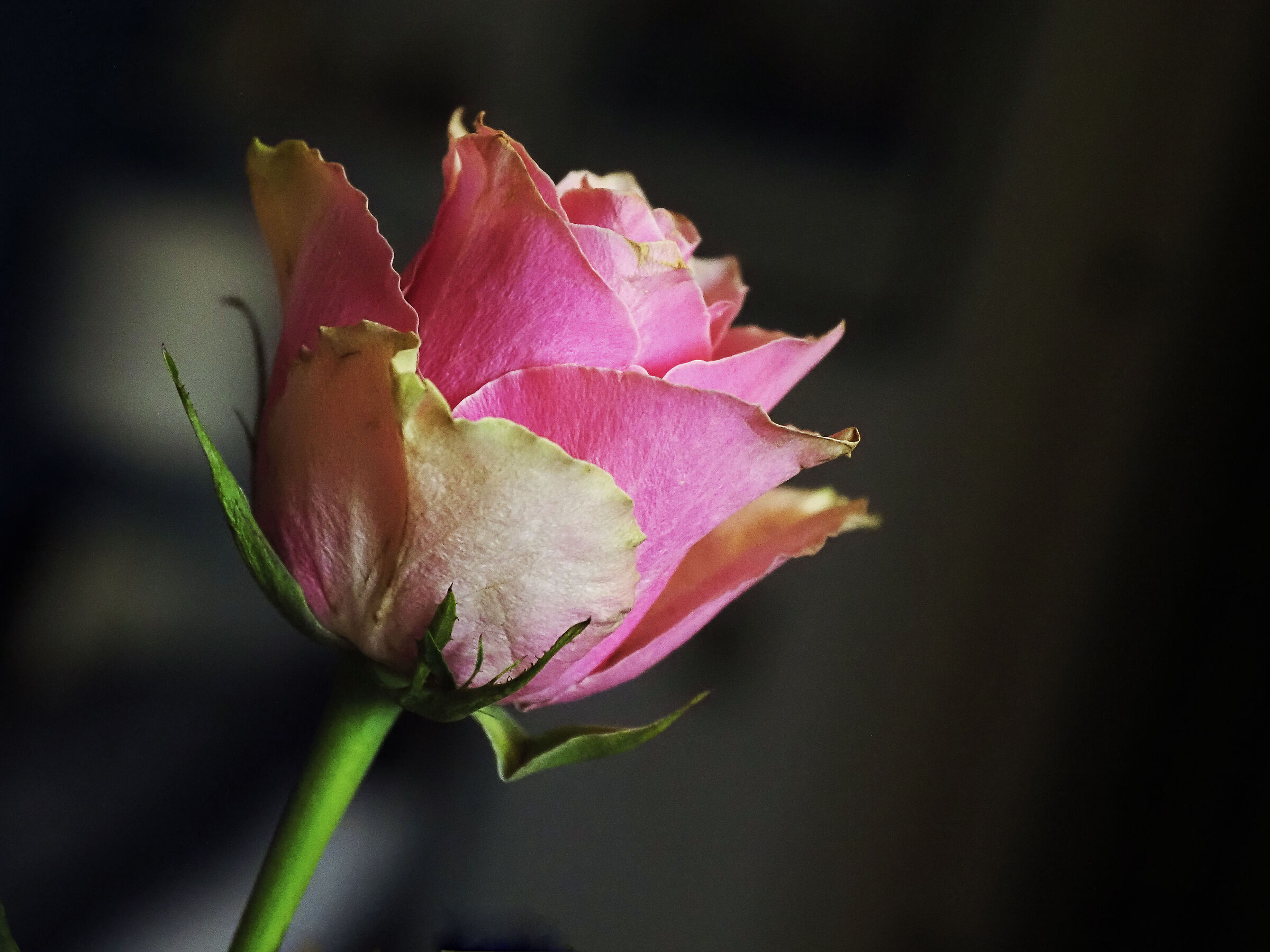 colori rosa .. Olympus