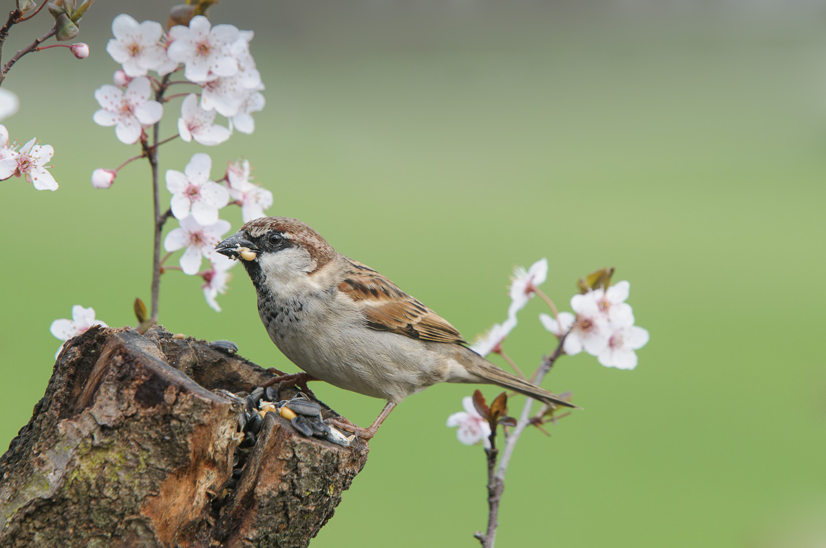 Common Sparrow
