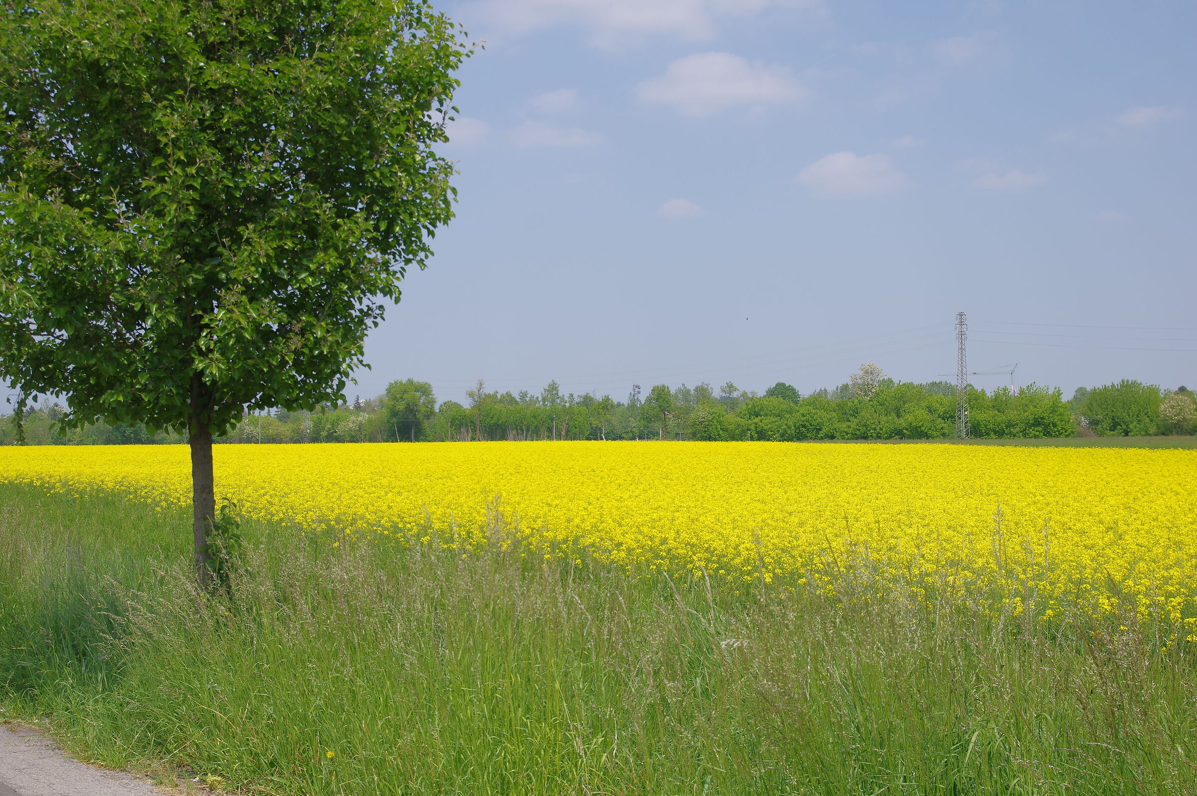 rapeseed in bloom