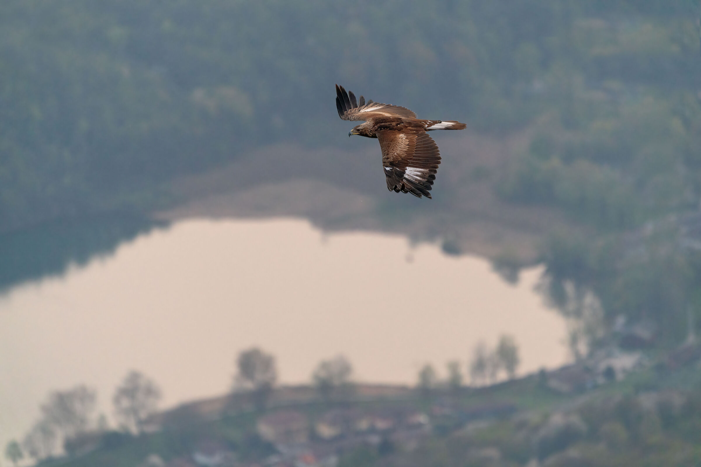 Golden eagle