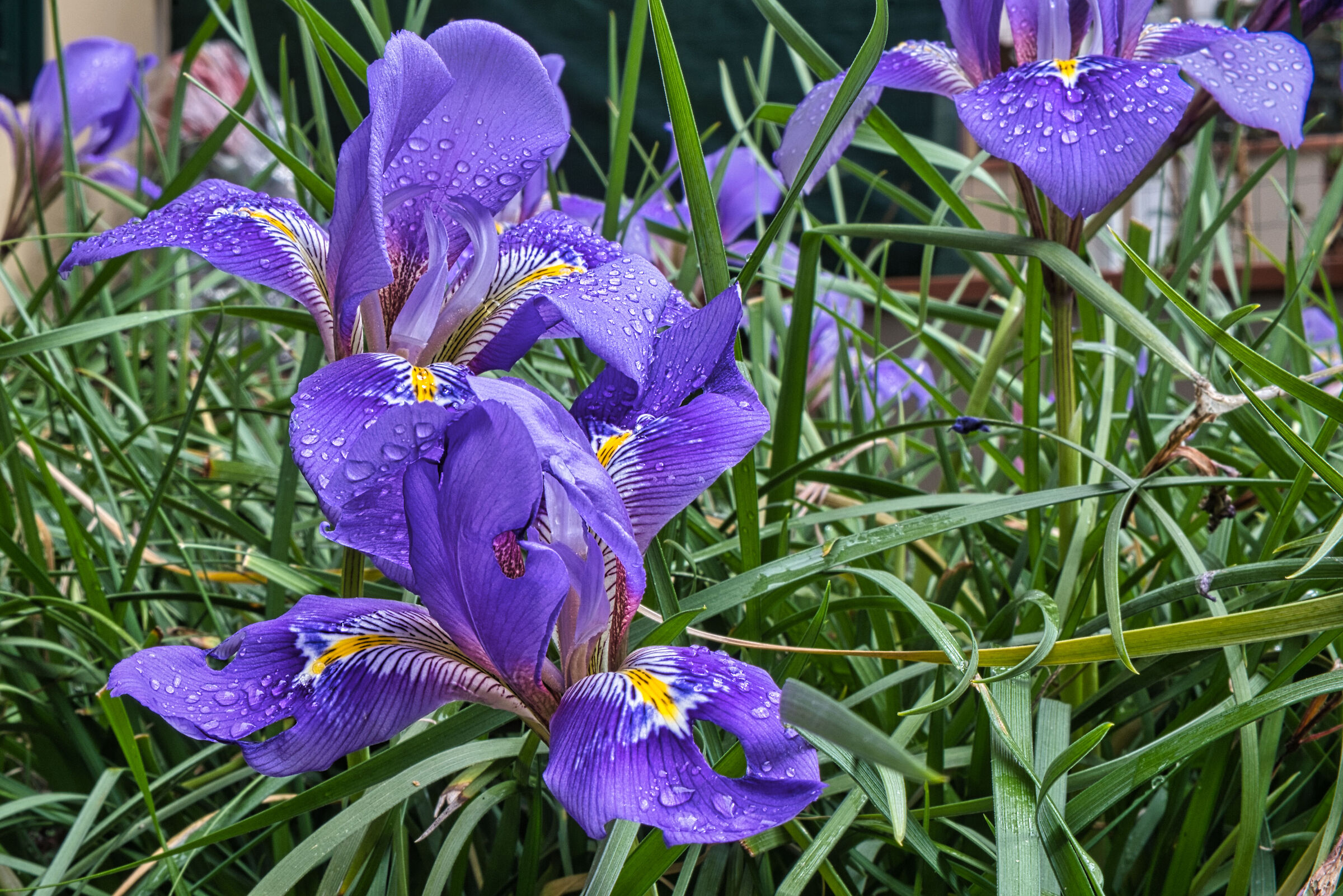 The lilies of Mary - I bis