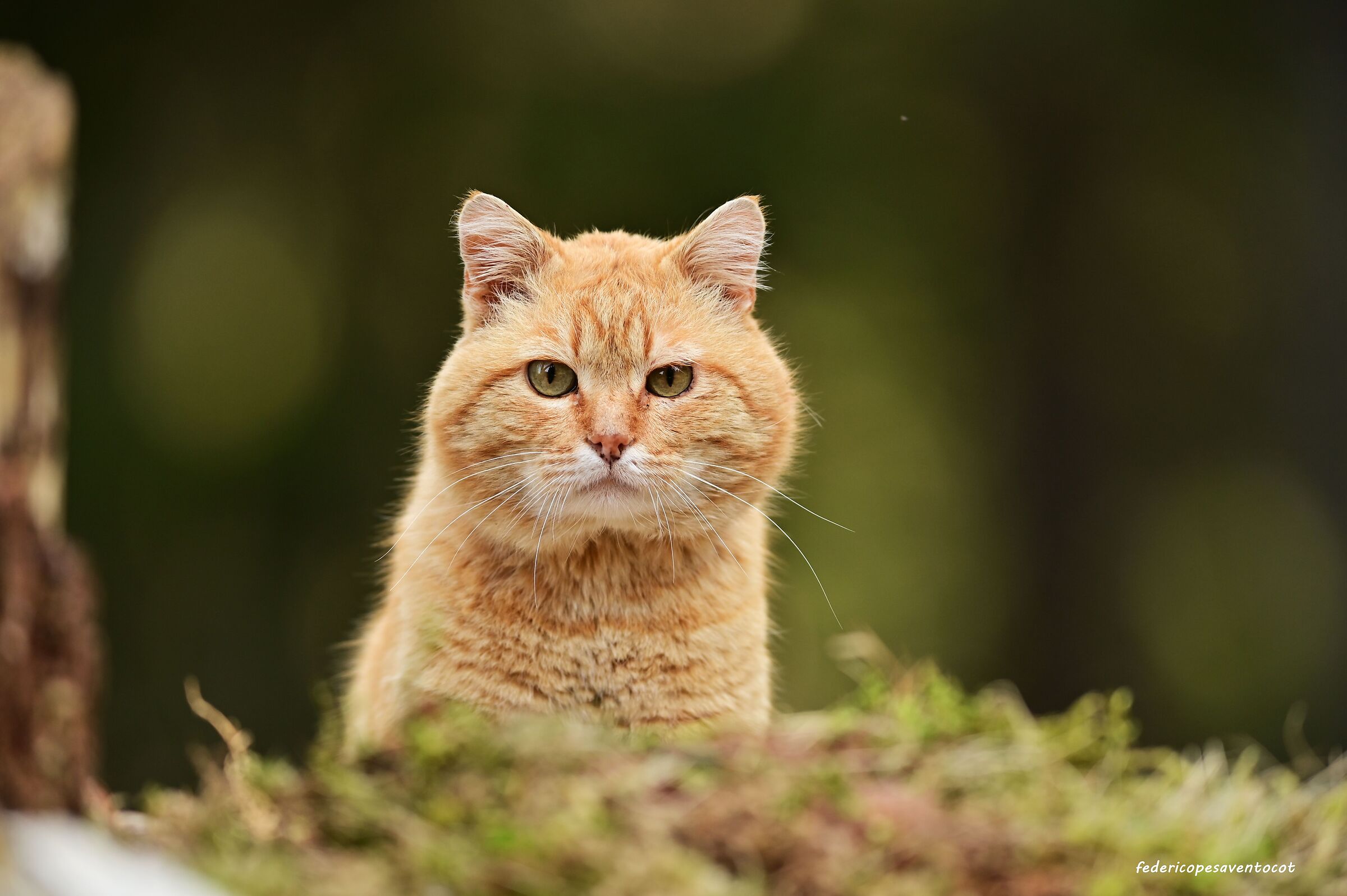 Gatto selvatico