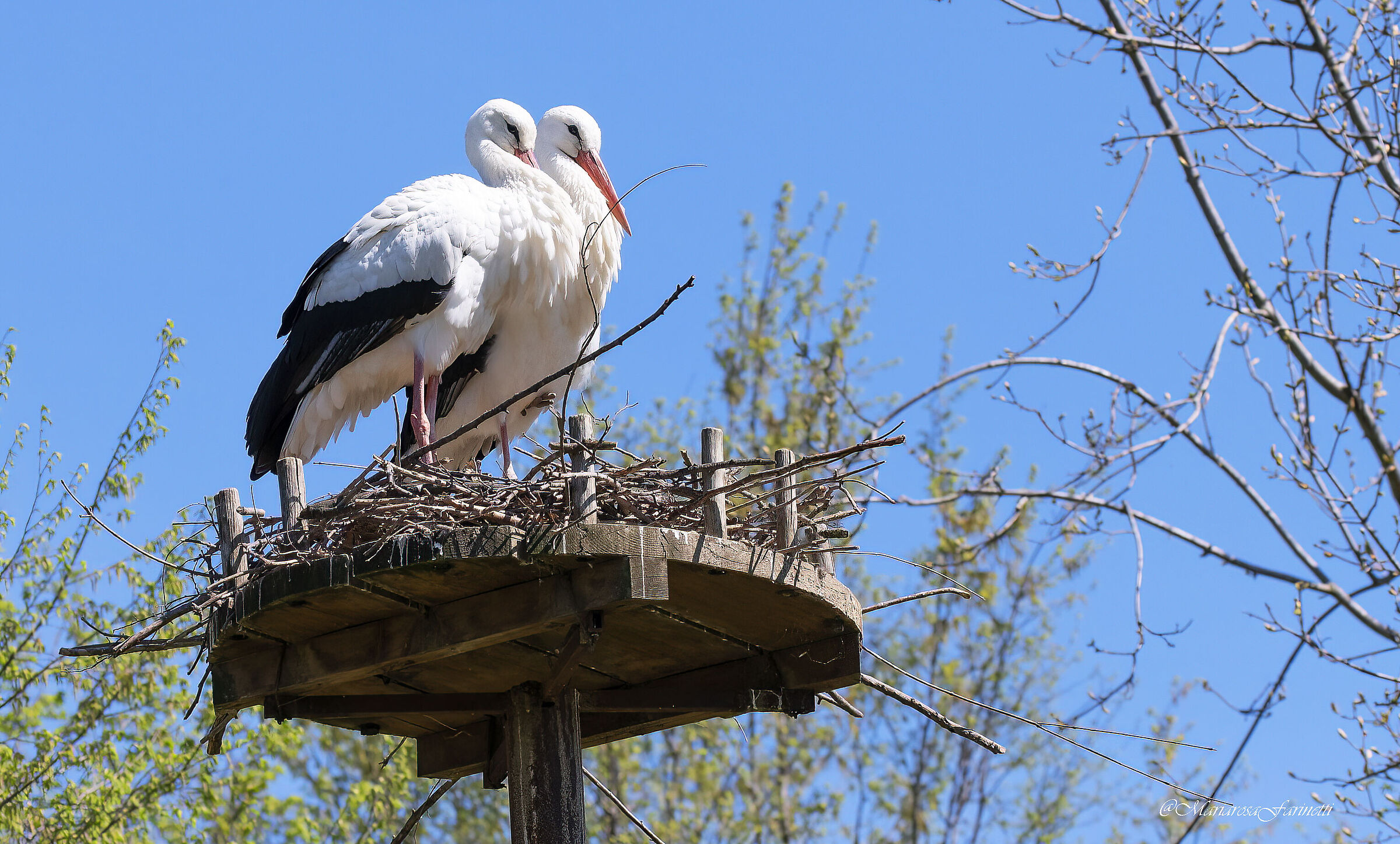 Cicogne Ritardatarie