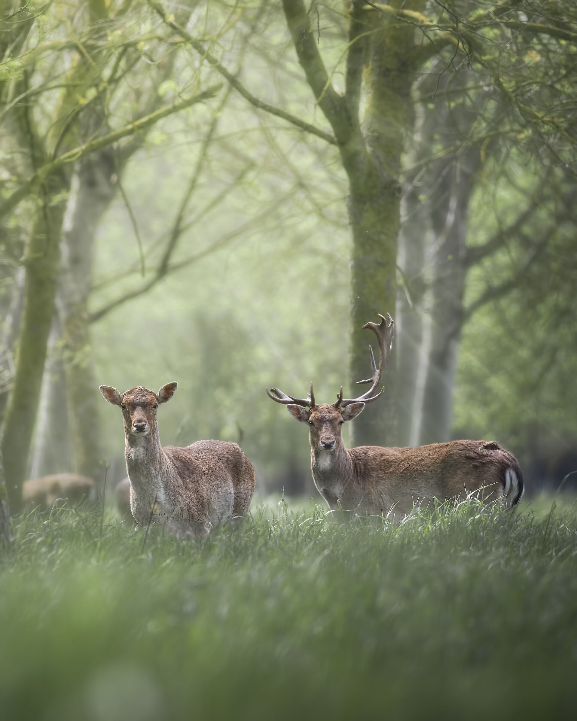 Fallow deer