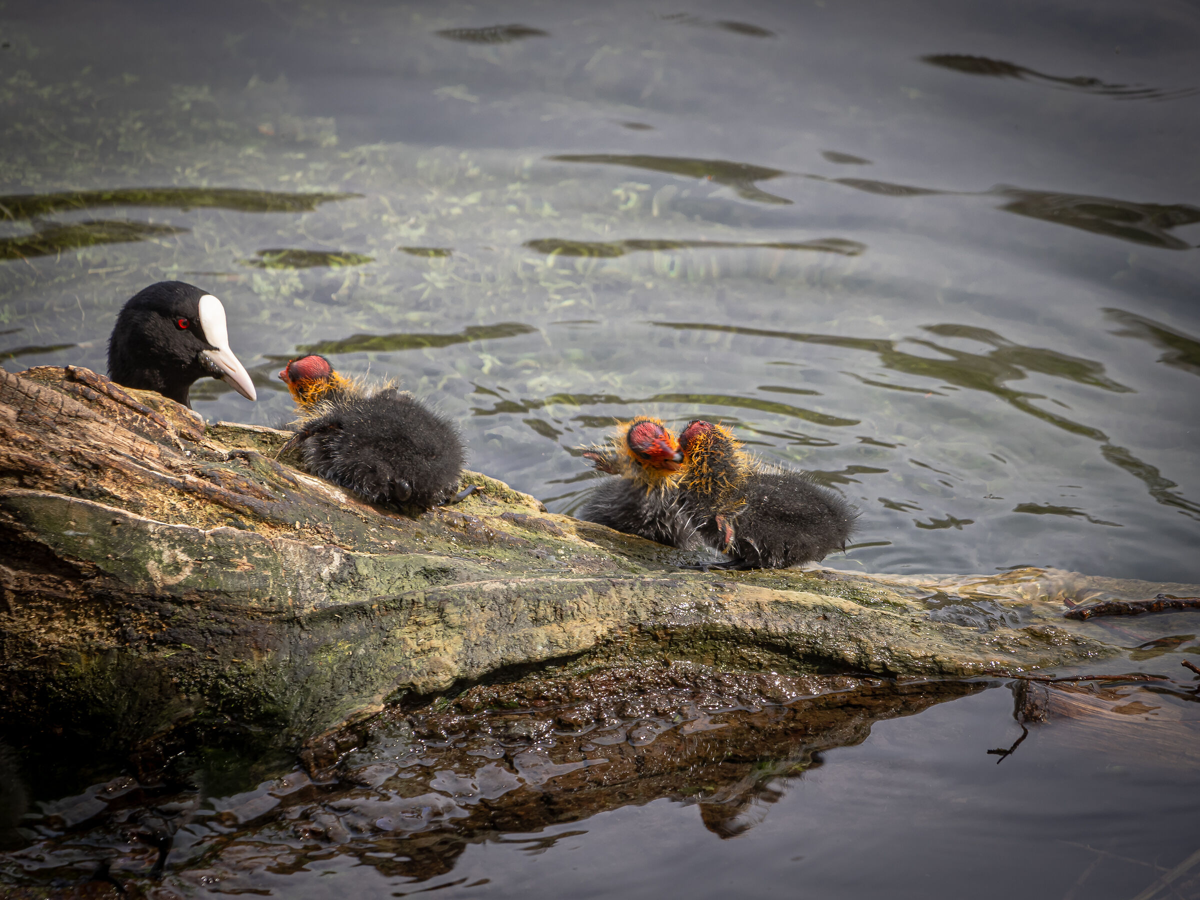 Ogne scarrafone è bell' a mamma soja....