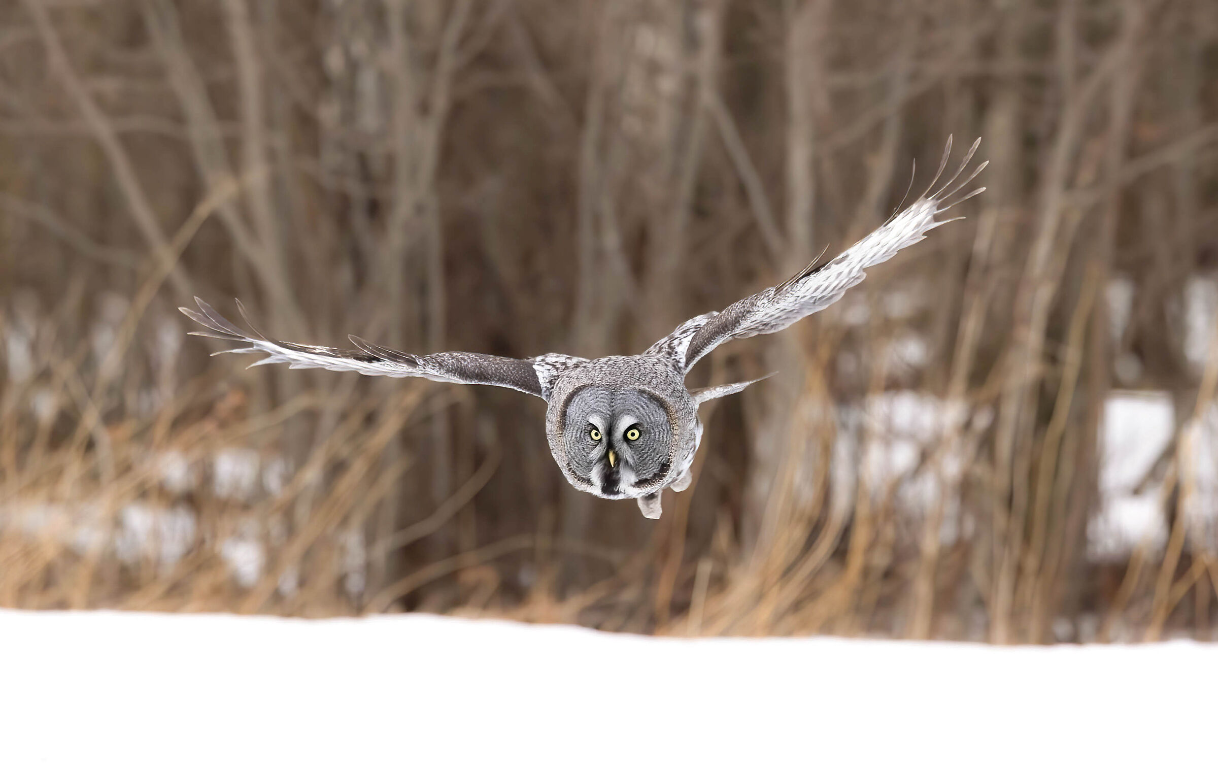 The silent glide of the Lapland owl