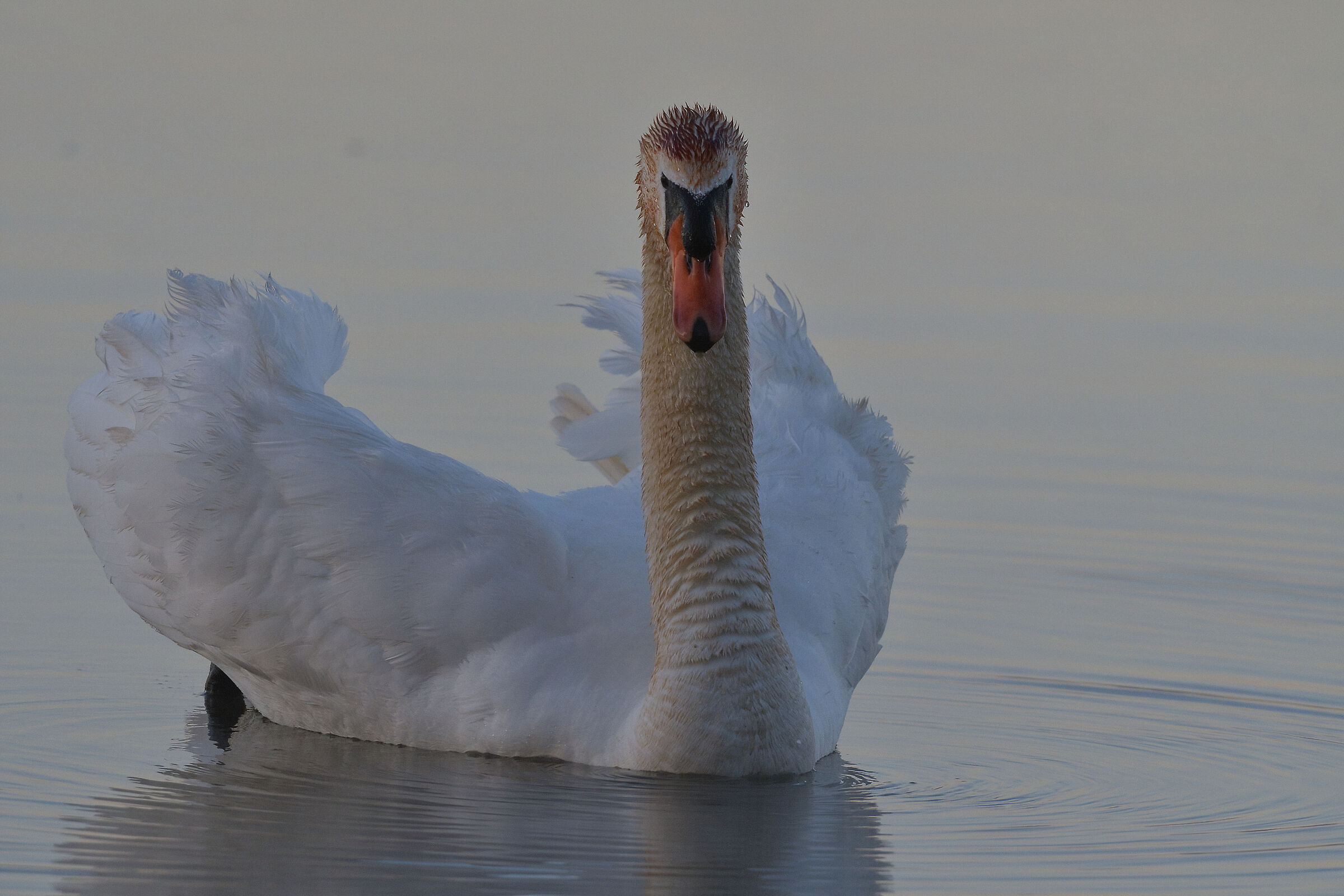 Royal swan at dawn in the fog