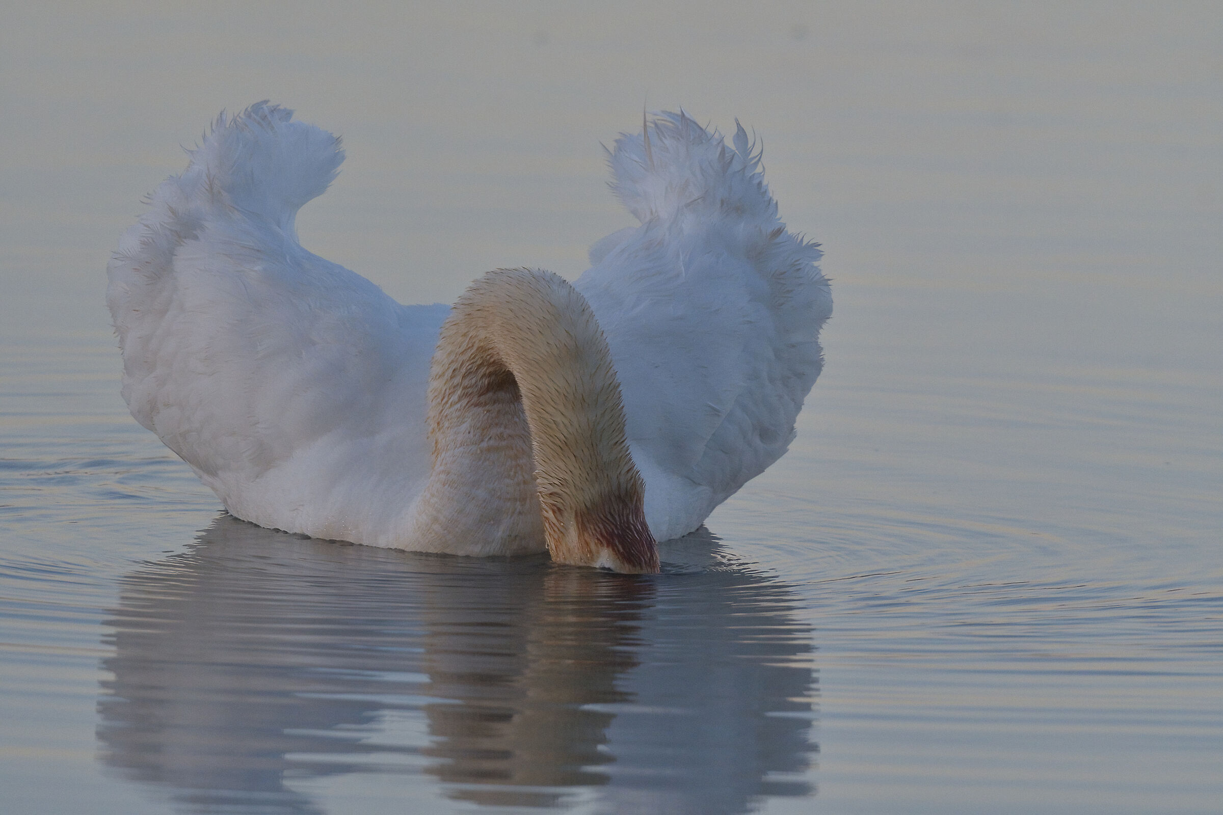 Royal swan at dawn in the fog